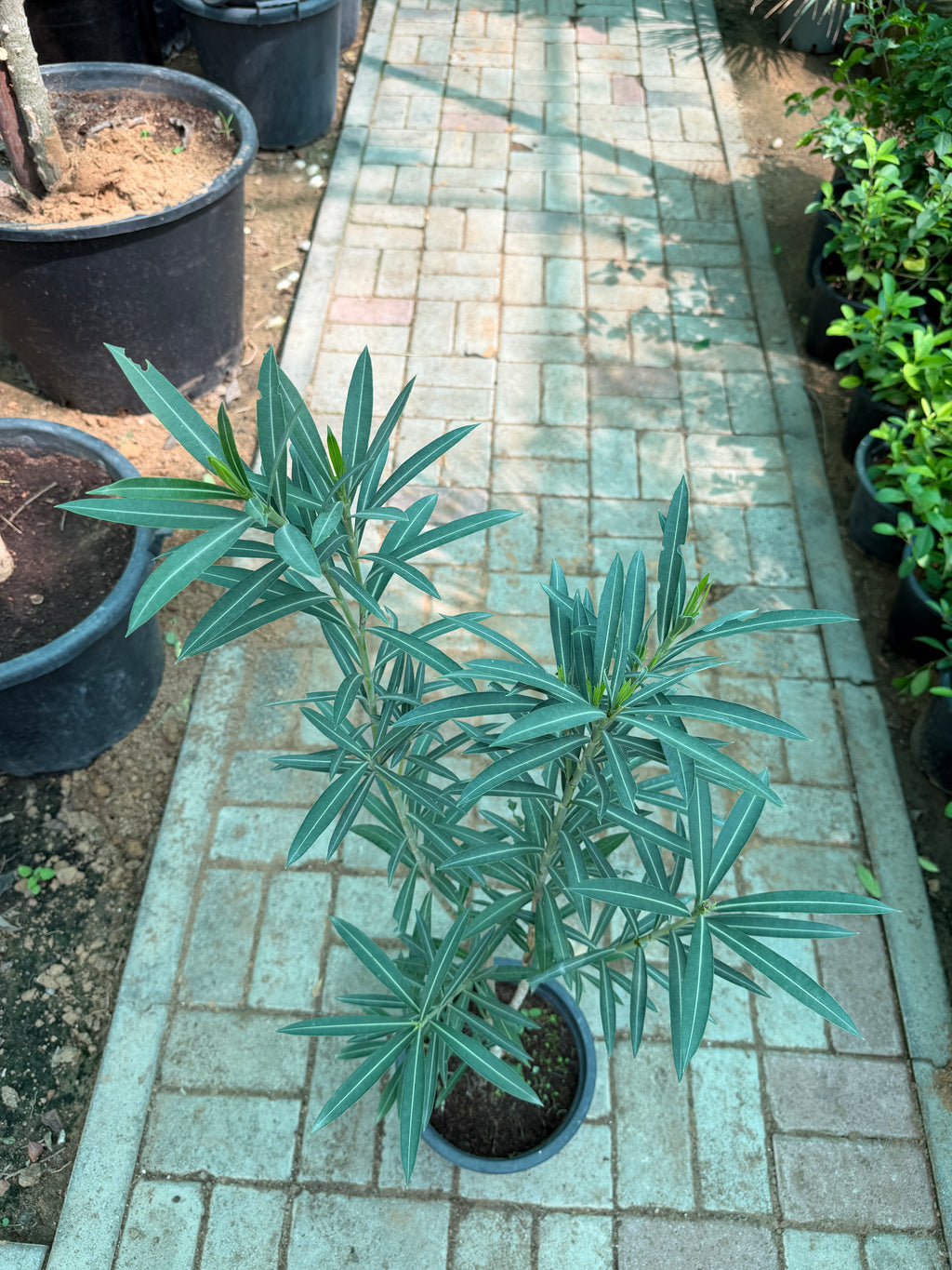 Nerium Oleander