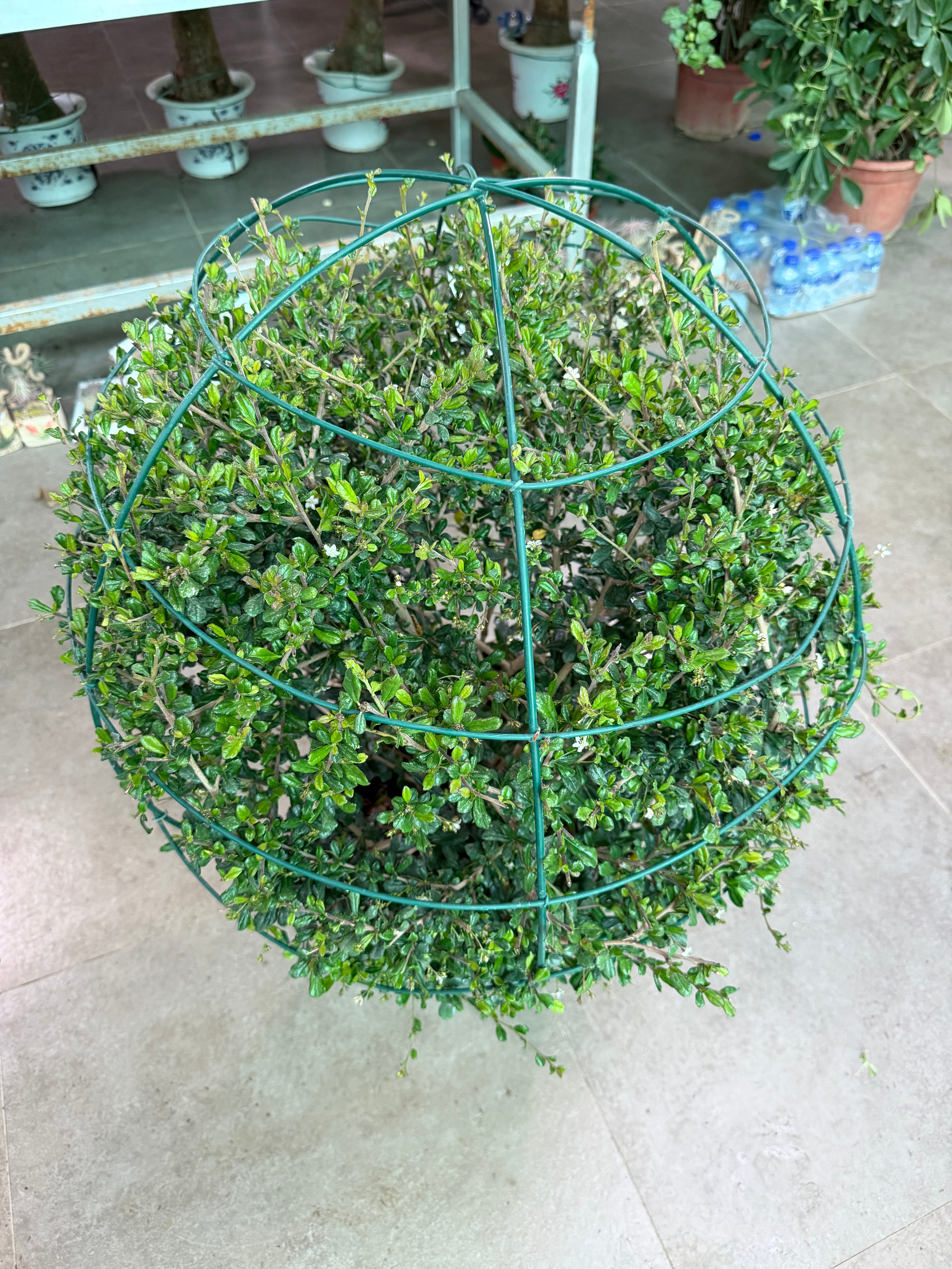 Ehretia Ball
