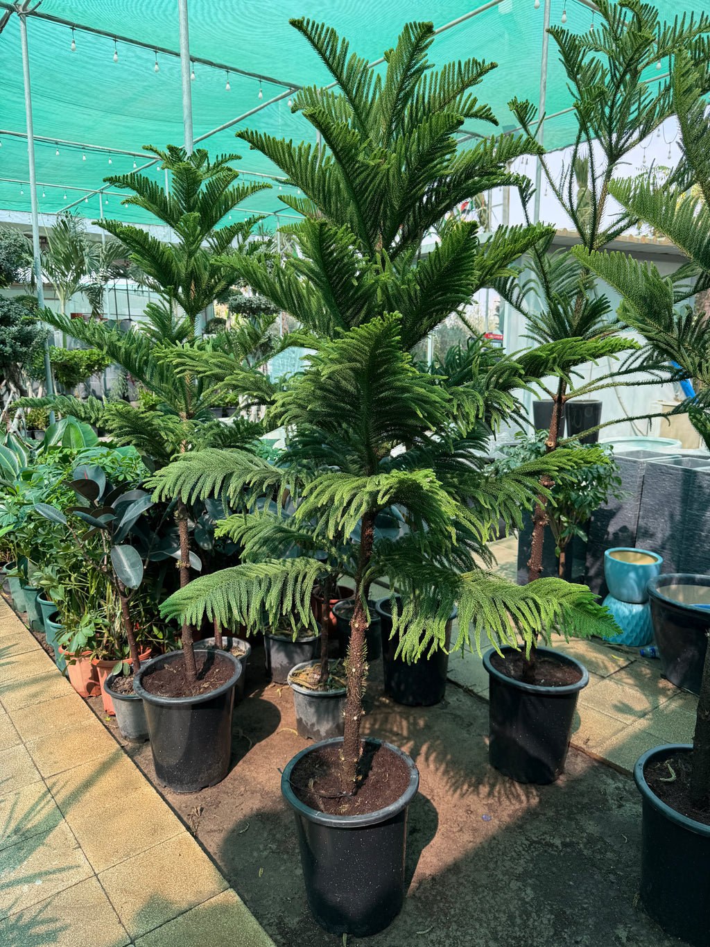 Araucaria Heterophylla