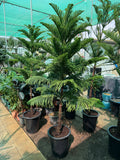 Araucaria Heterophylla