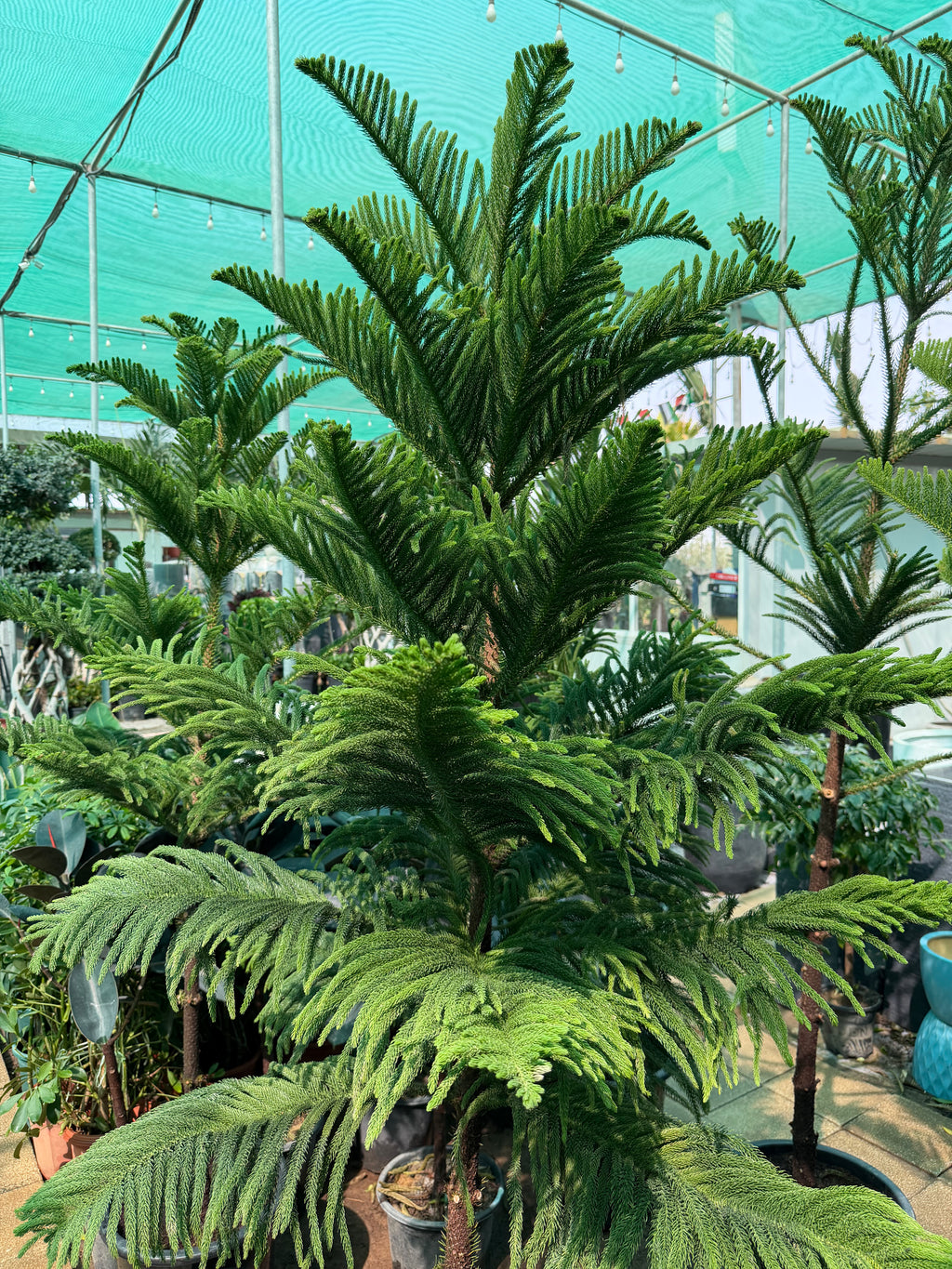 Araucaria Heterophylla