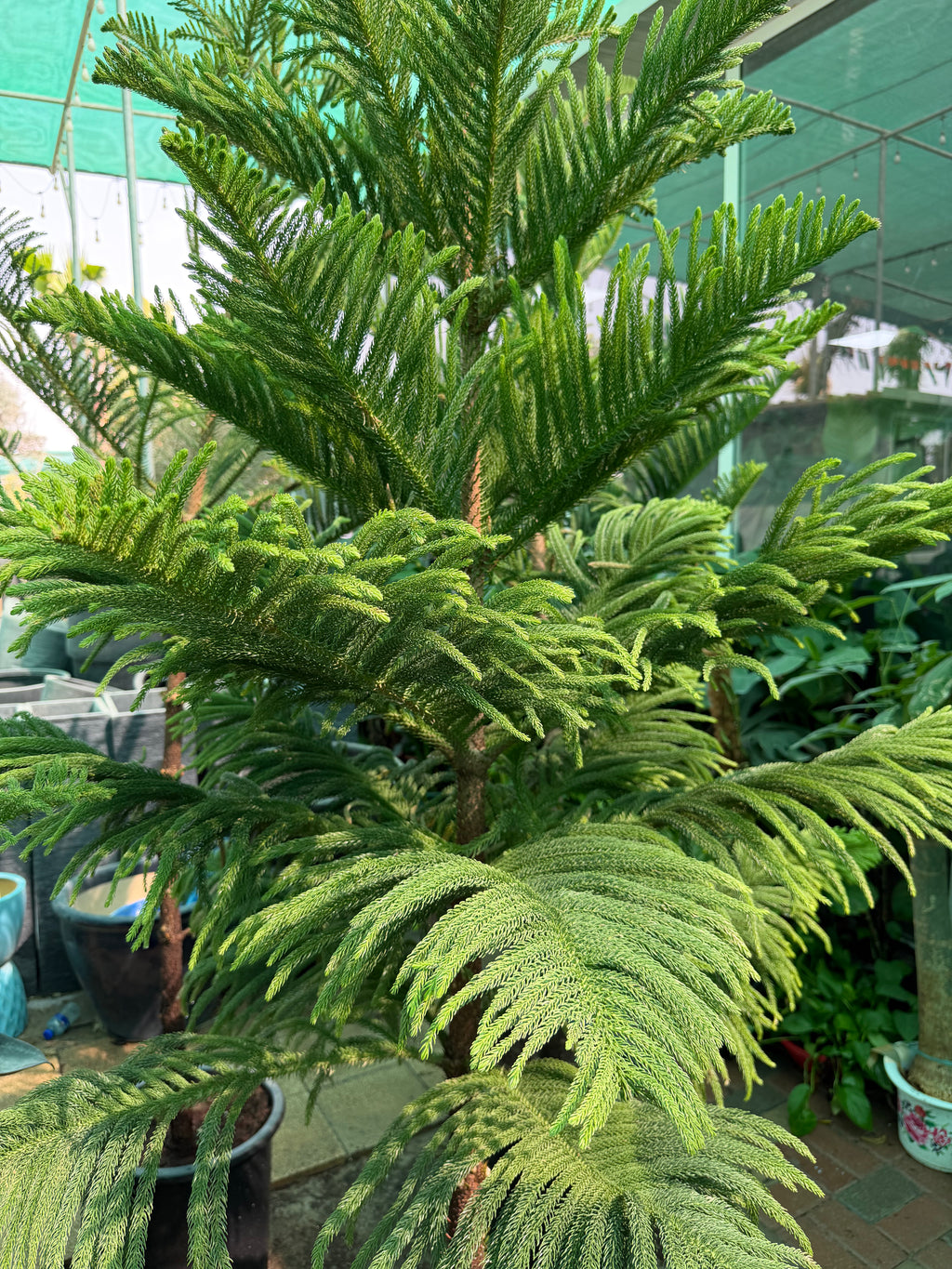 Araucaria Heterophylla