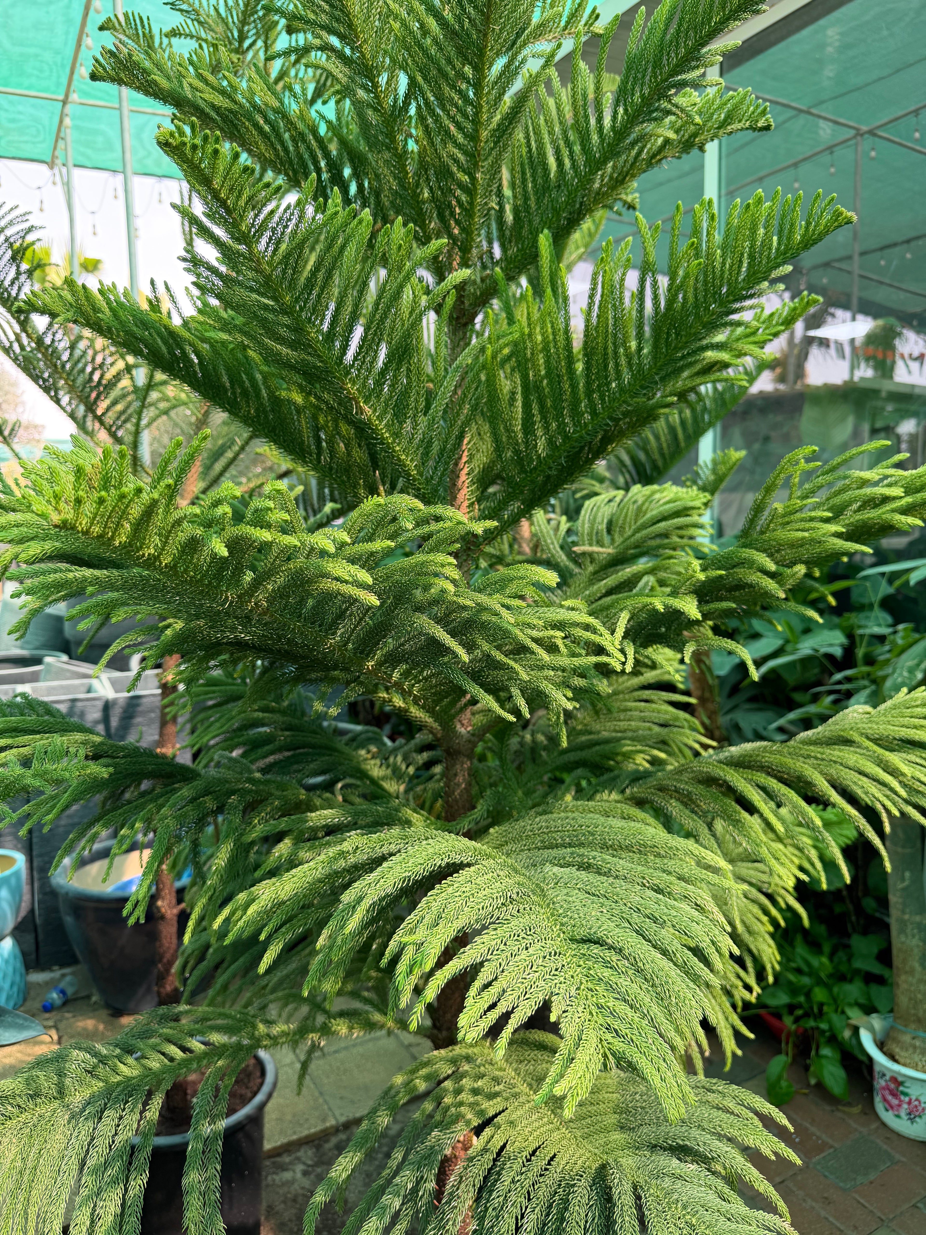 Araucaria Heterophylla