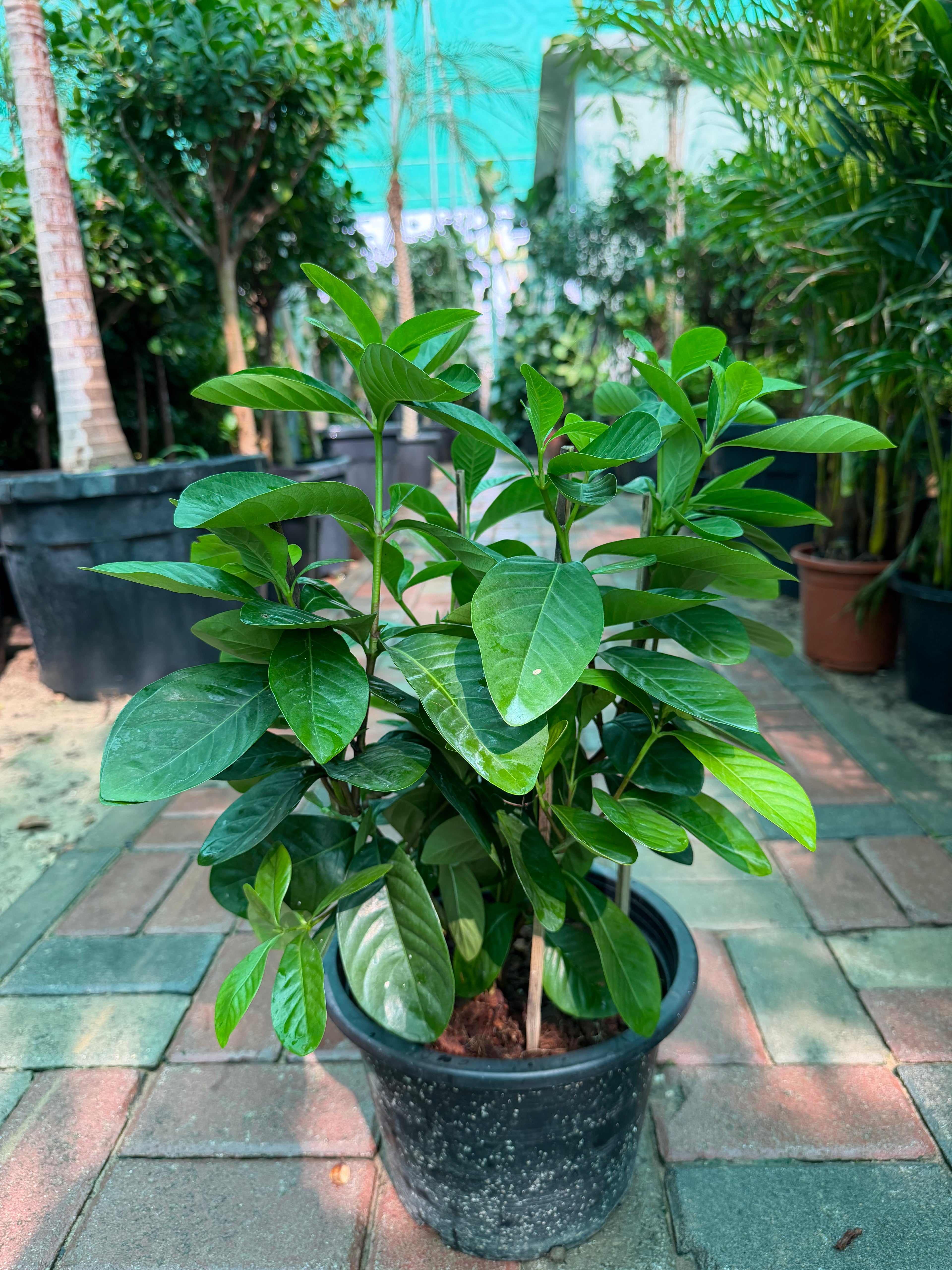 Gardenia