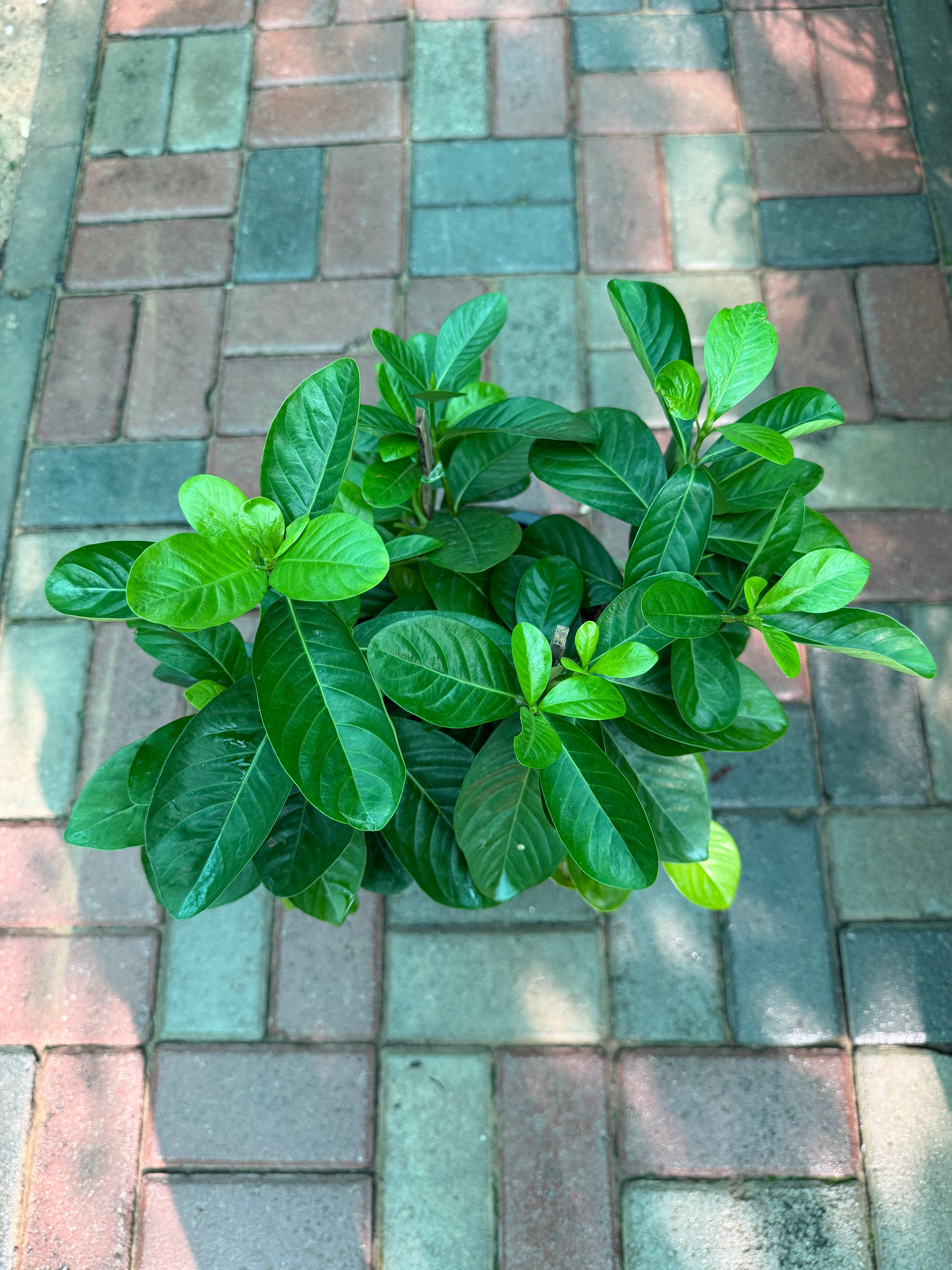 Gardenia