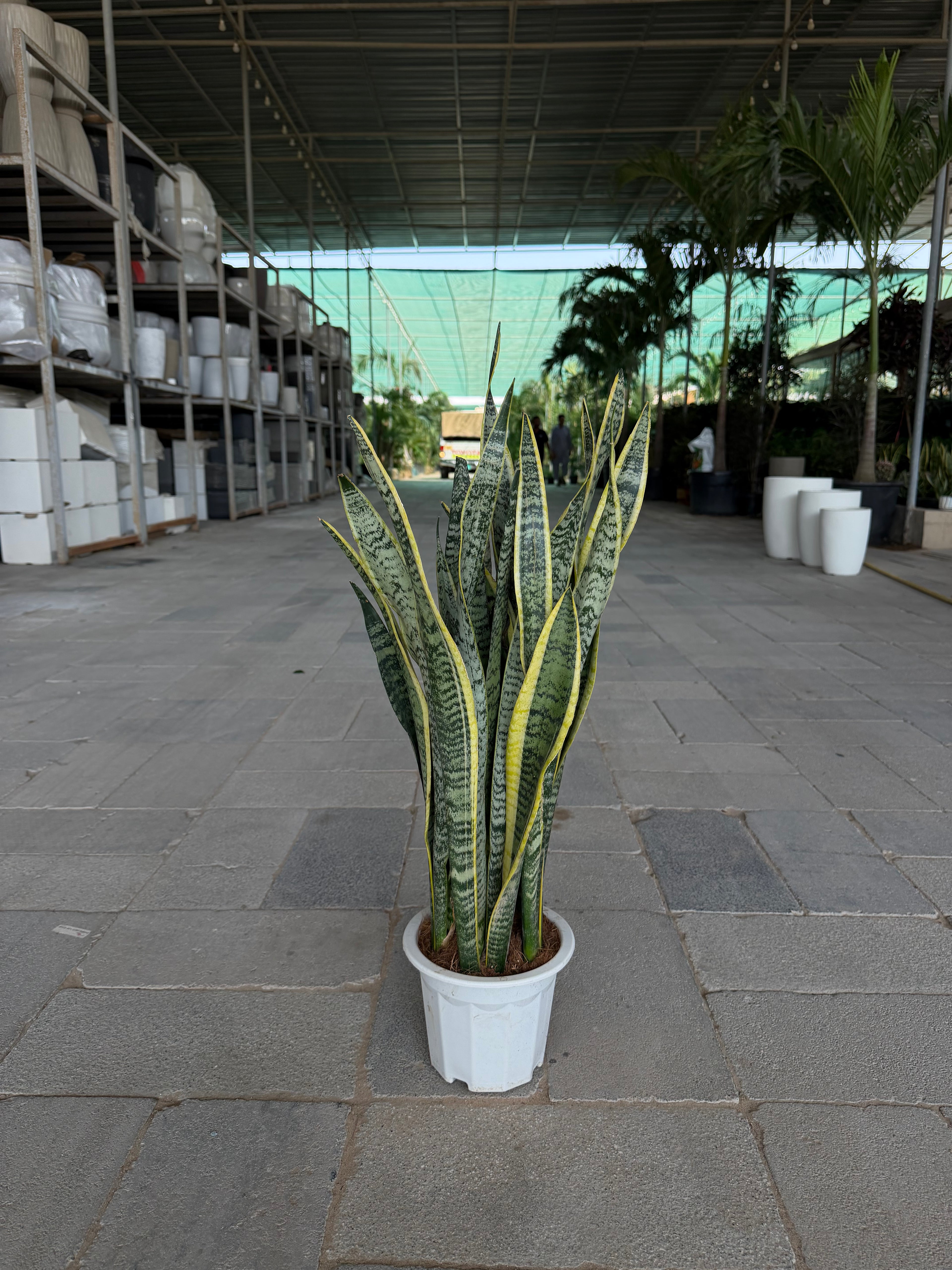 Snake Sansevieria