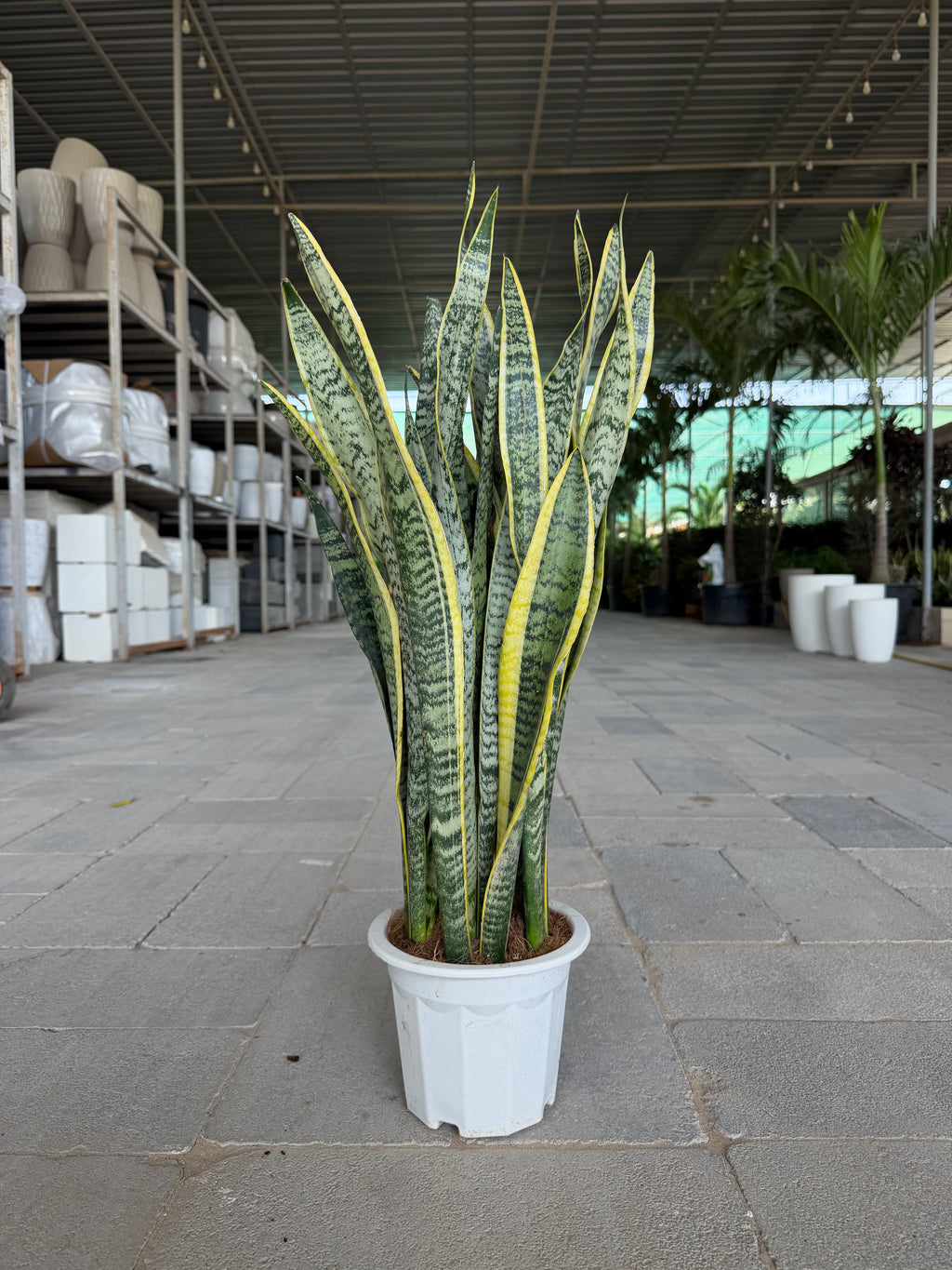 Snake Sansevieria