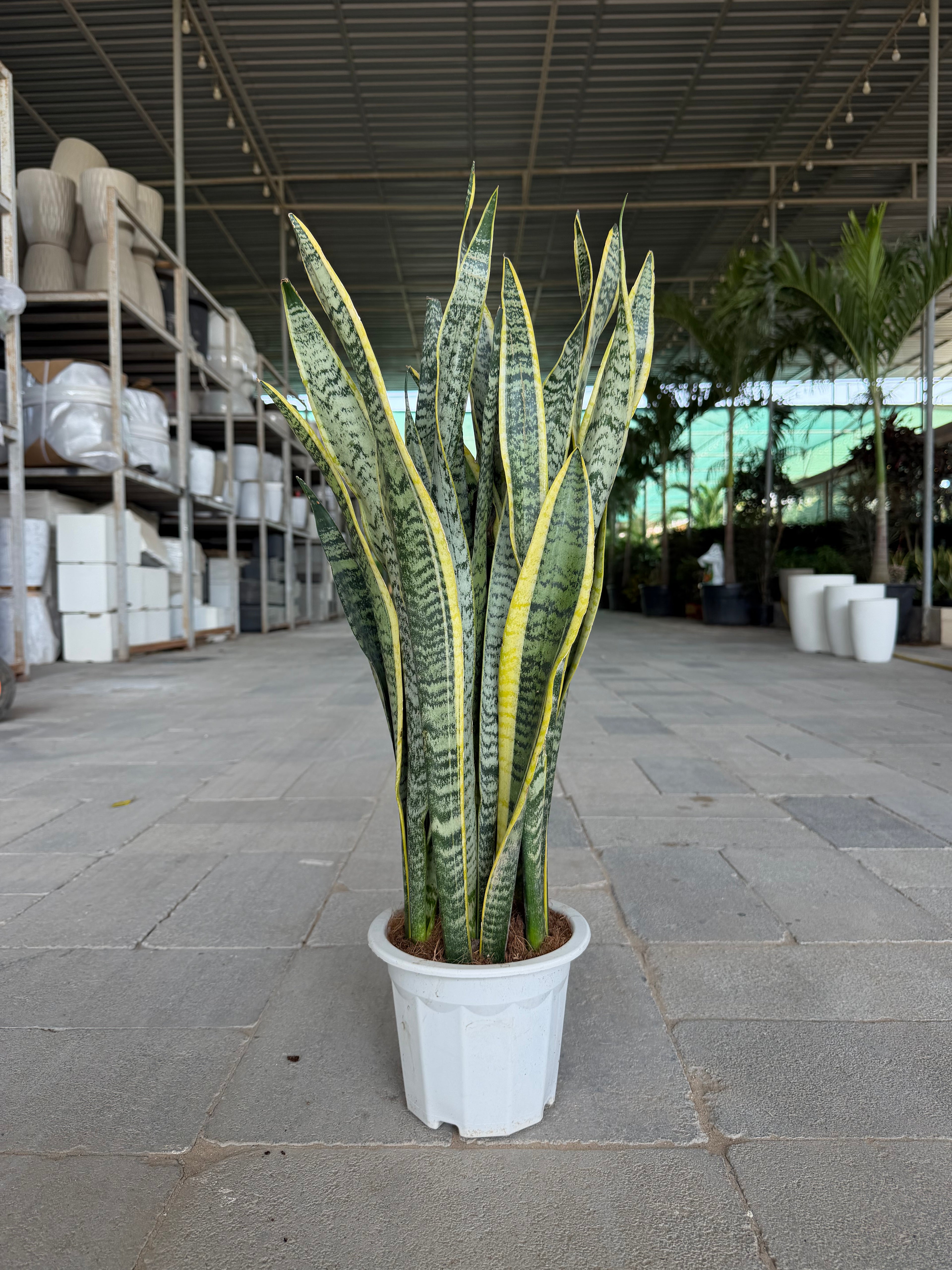 Snake Sansevieria