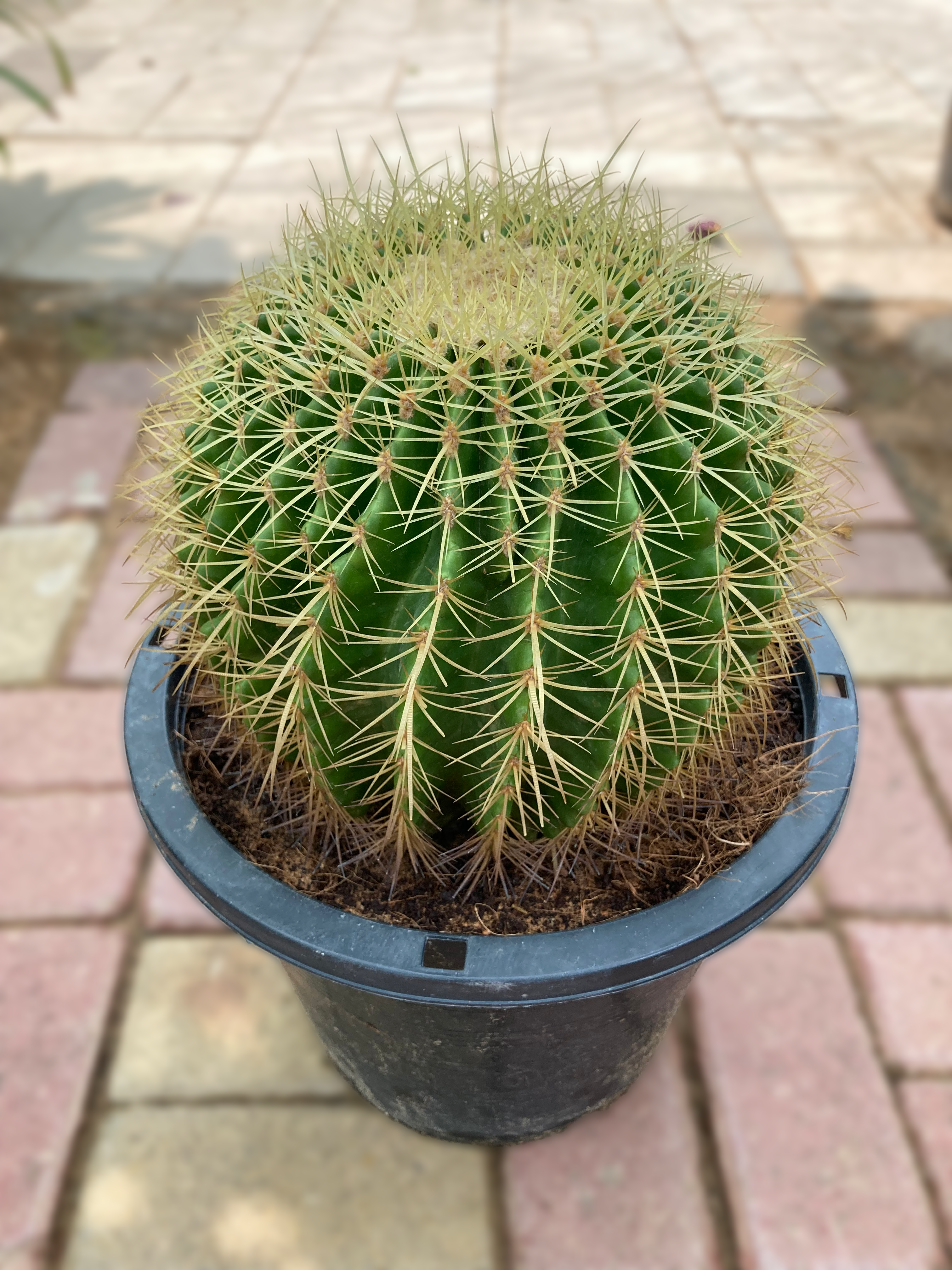 Echinocactus
