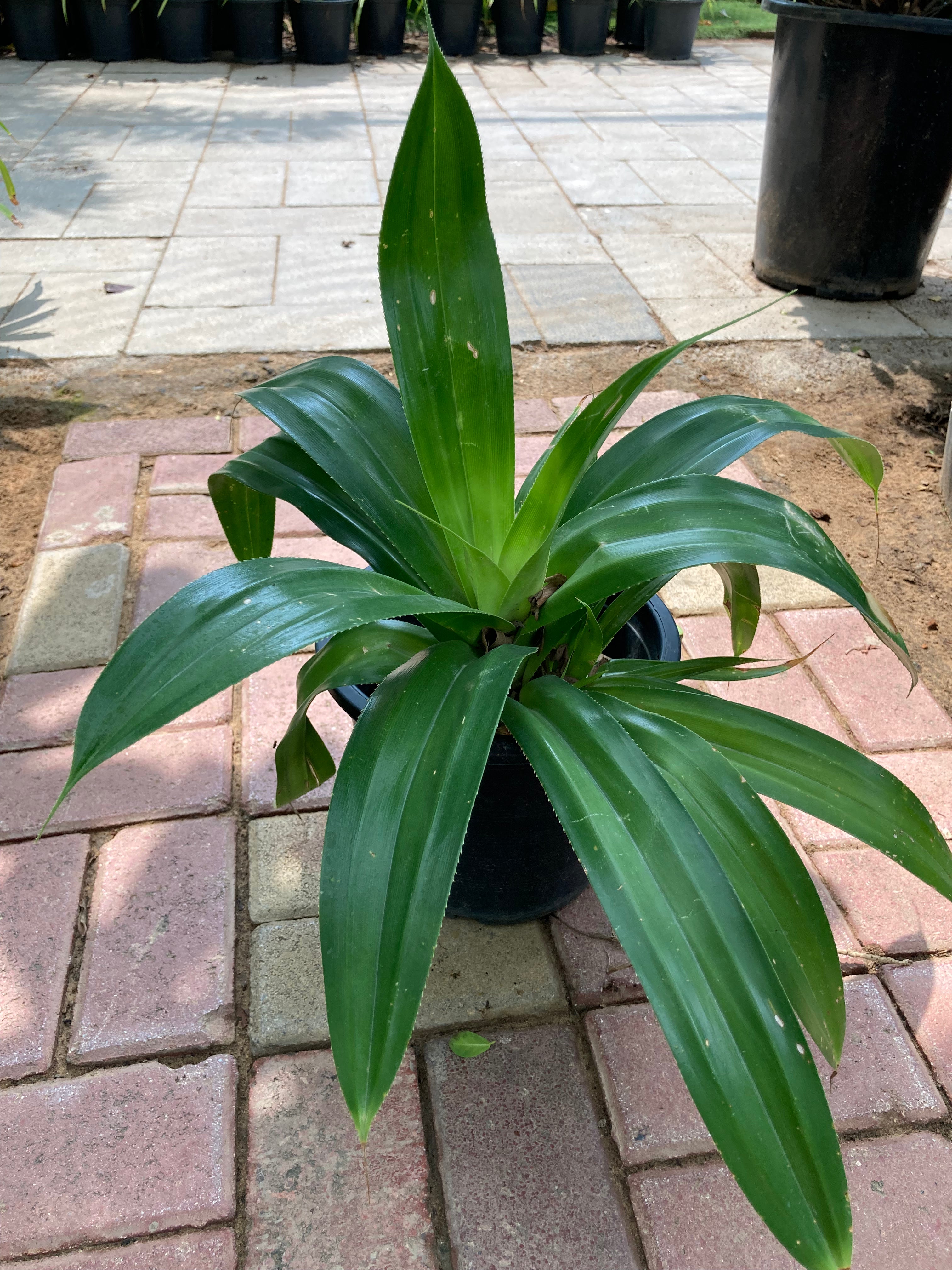 Pandanus Dubius