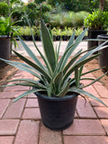 Agave Agustifolia