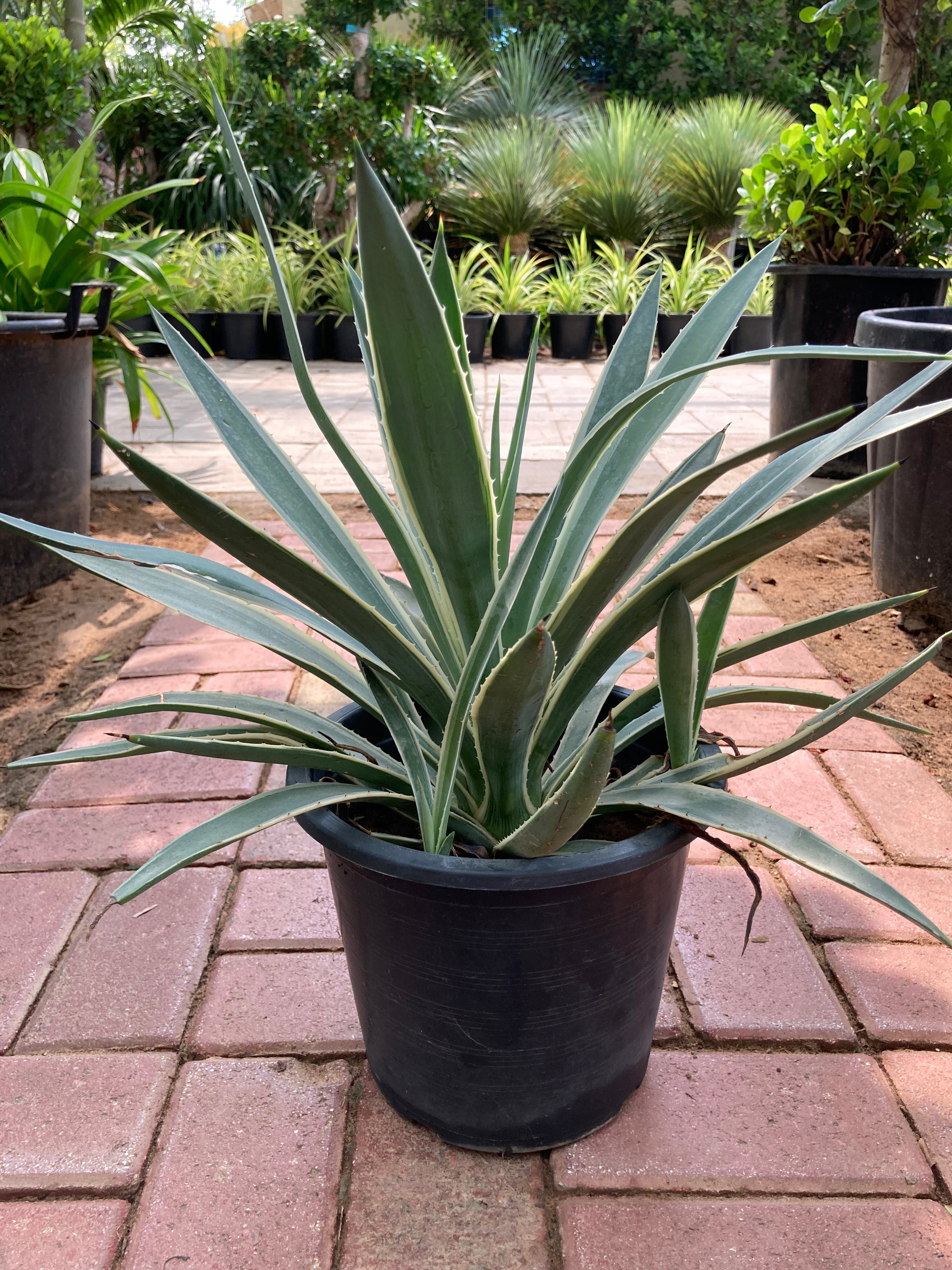 Agave Agustifolia