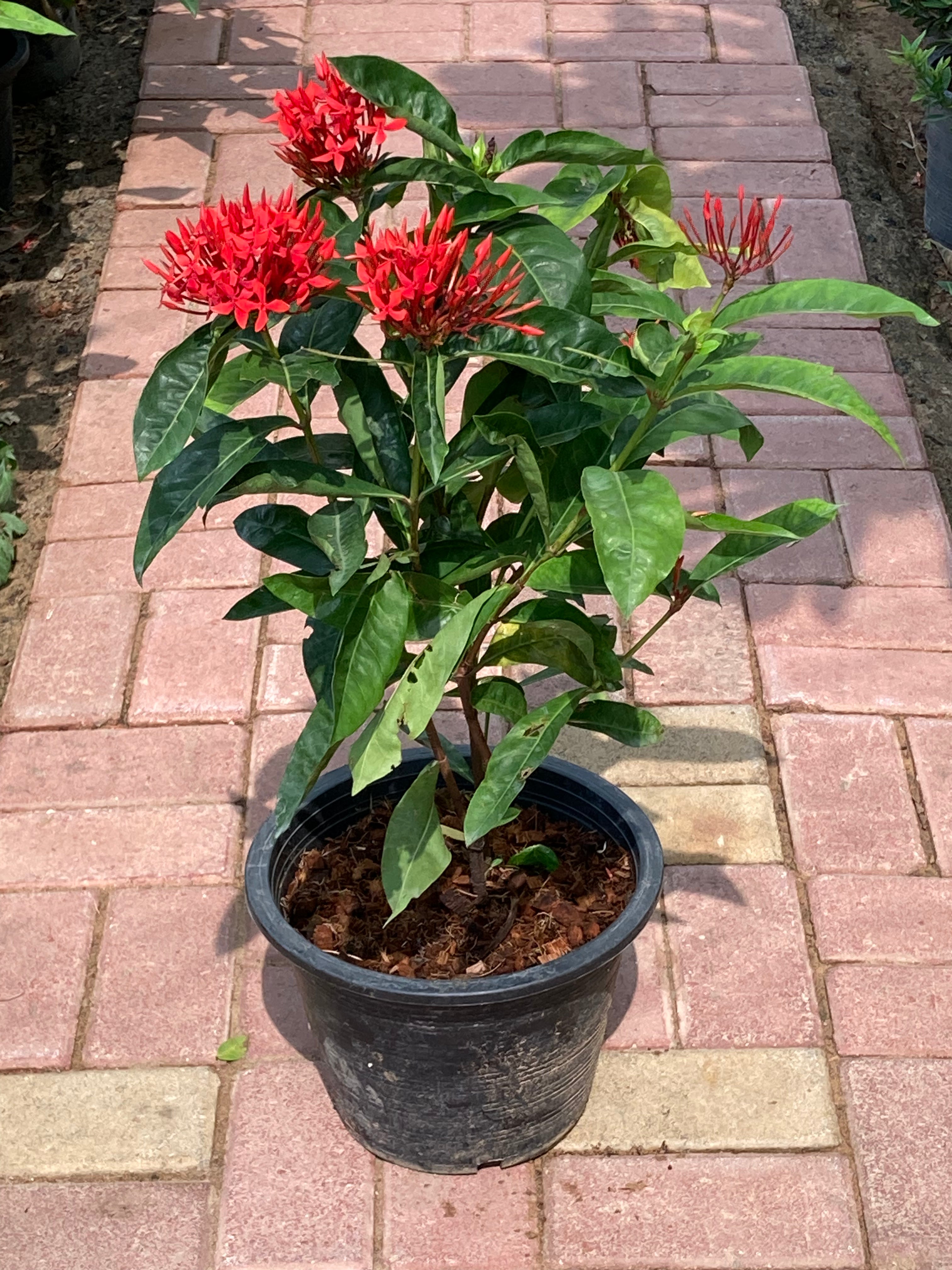 Ixora Coccinea