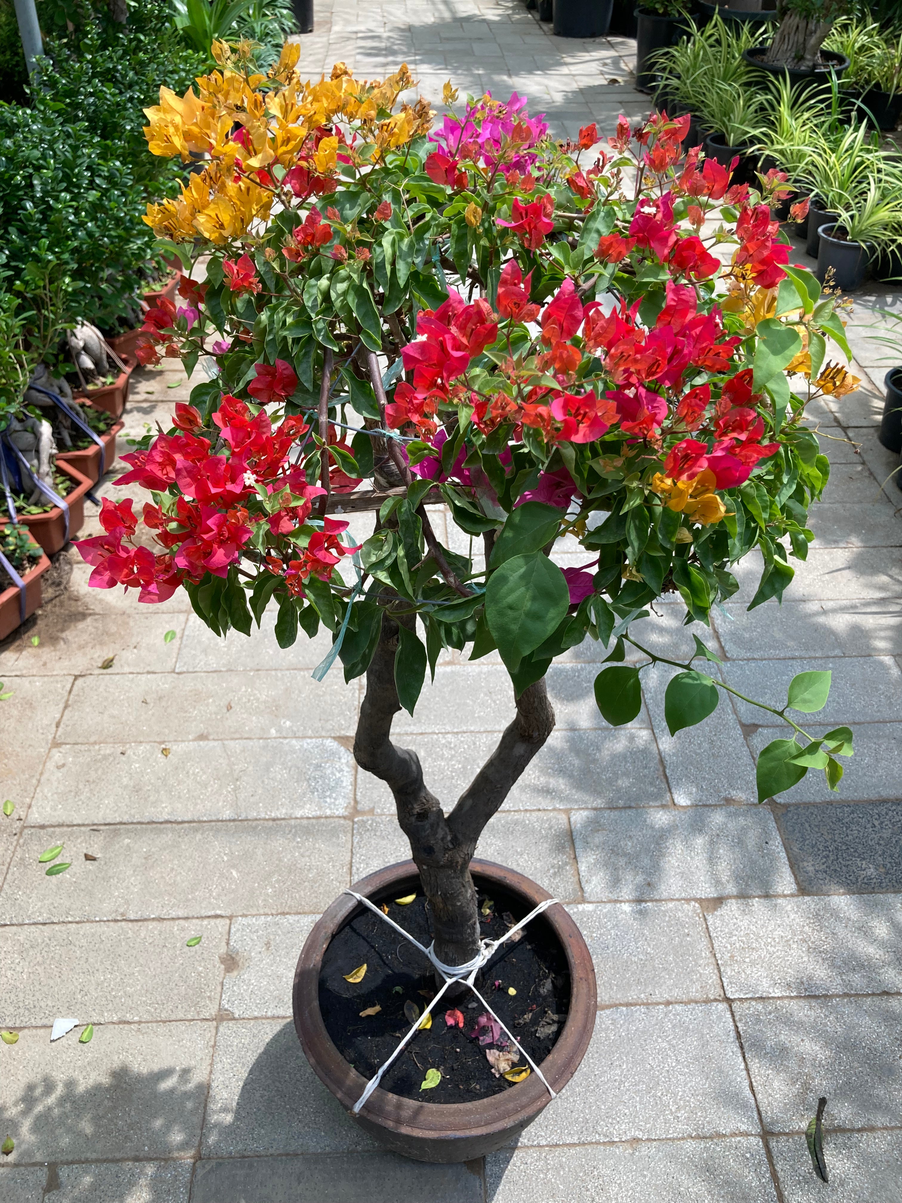 Bougainvillea (One Head Grafted)