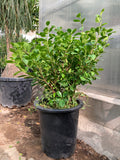Ficus Panda