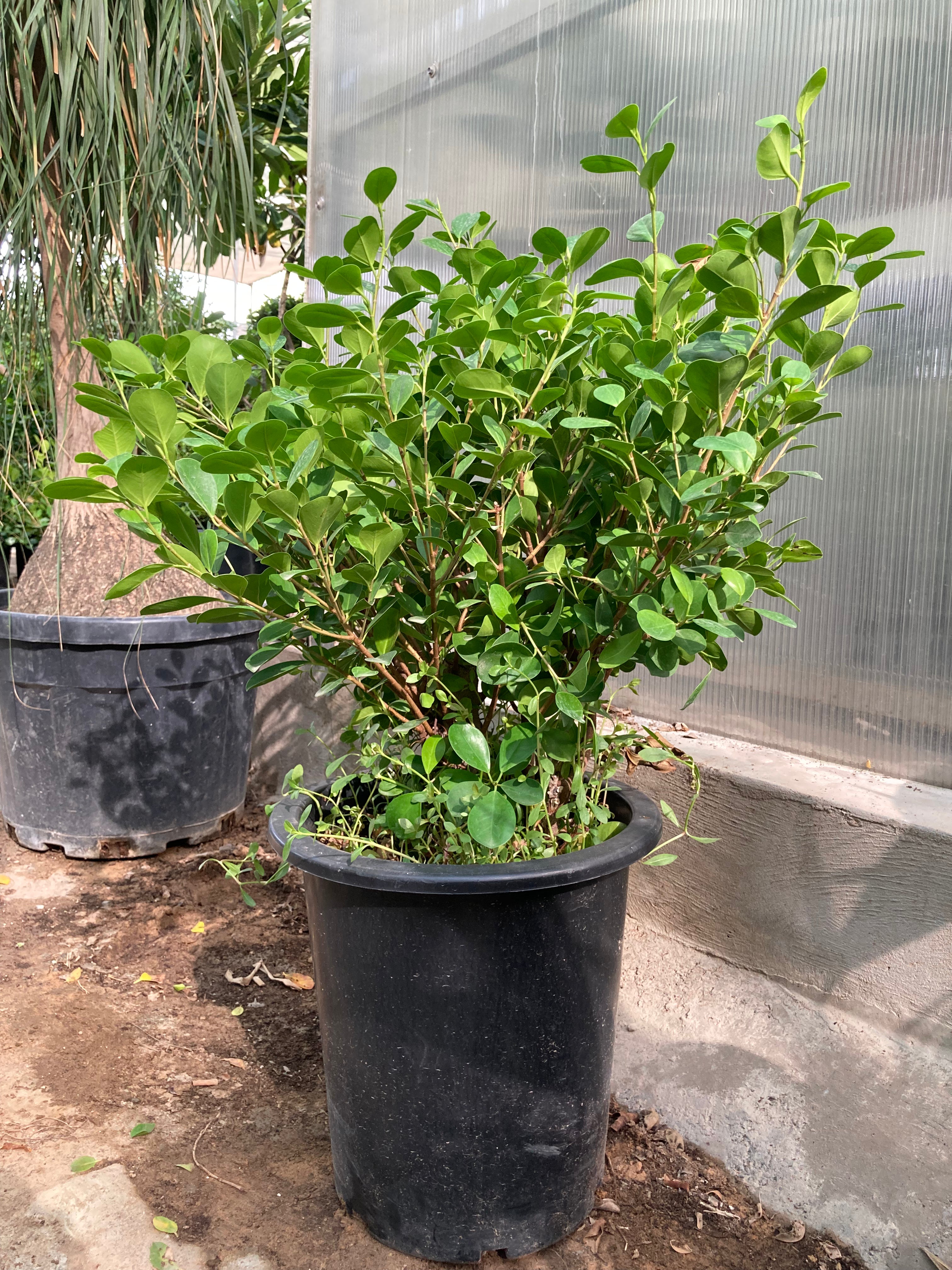 Ficus Panda