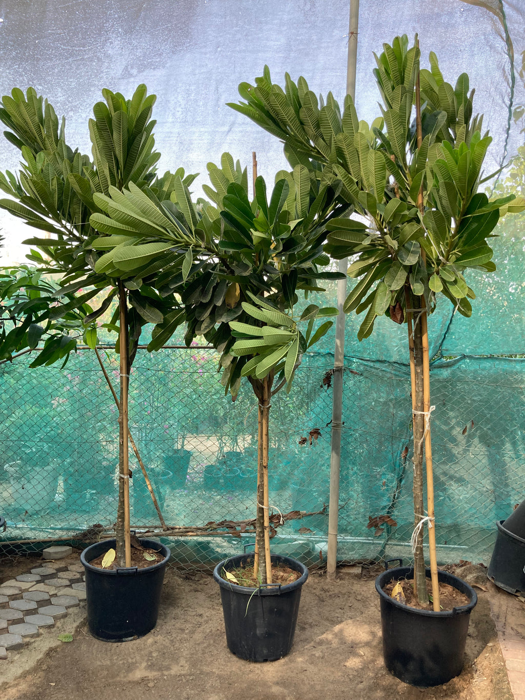 Plumeria / Frangipani