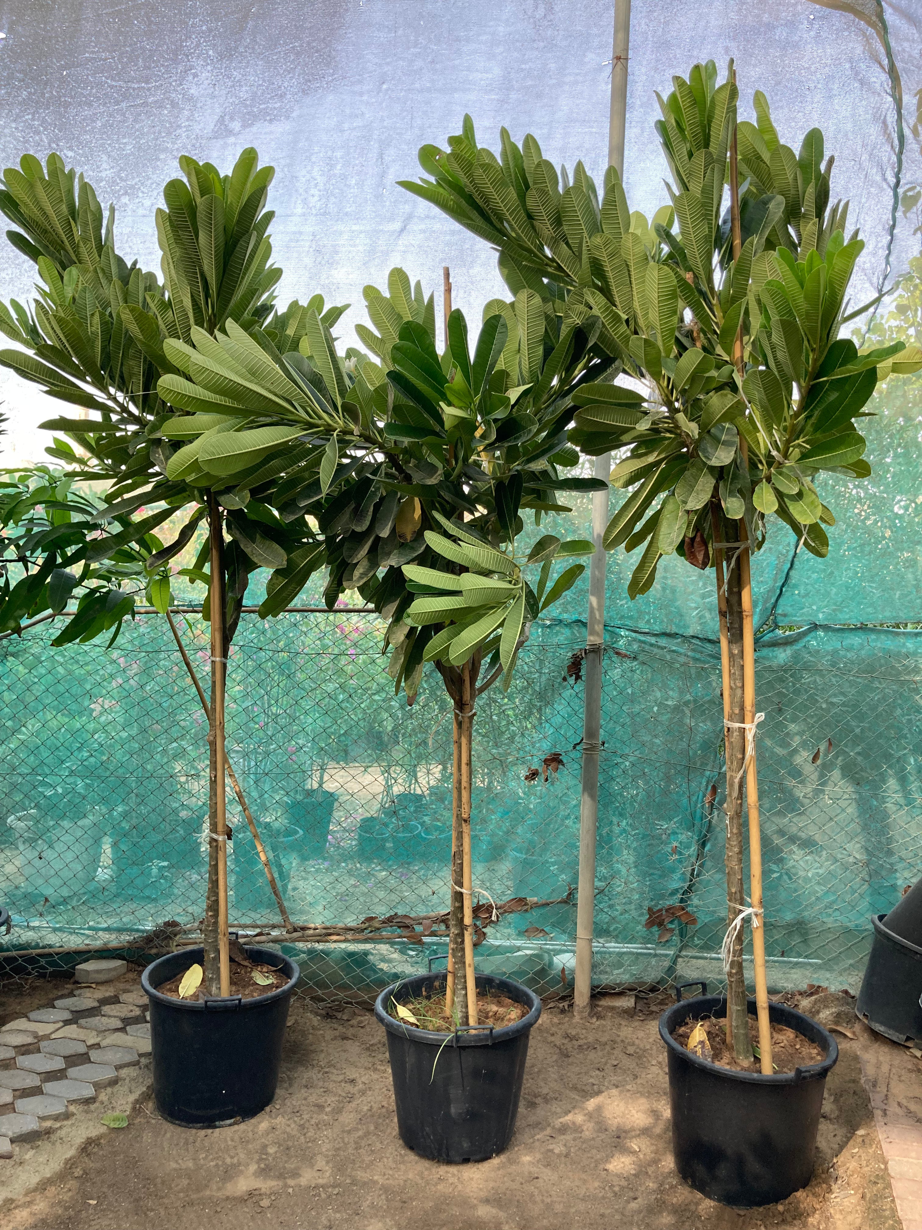 Plumeria / Frangipani