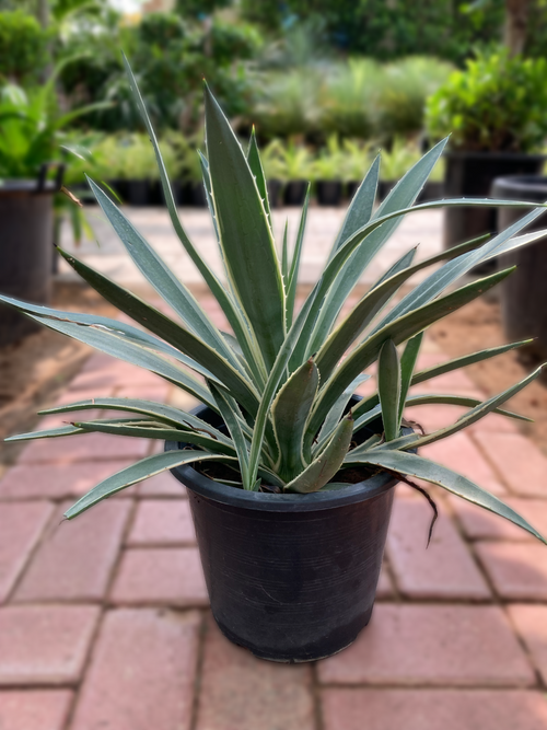 Agave Agustifolia