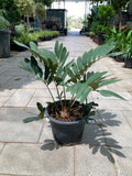 Zamia Furfuracea