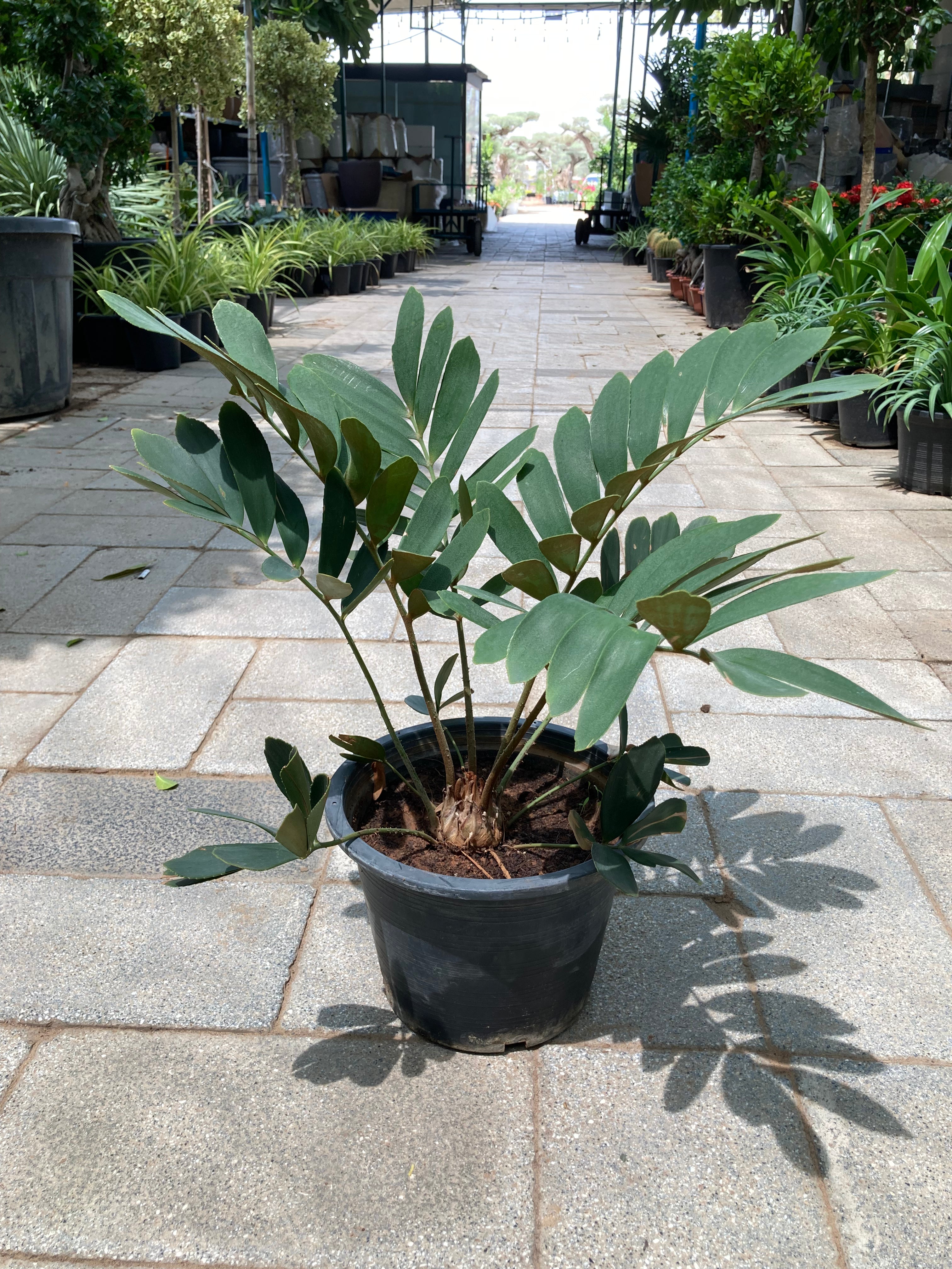 Zamia Furfuracea