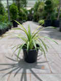 Pandanus Baptistii Variegata