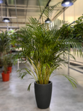 Indoor Areca Palm – Perfect for Elegant Spaces