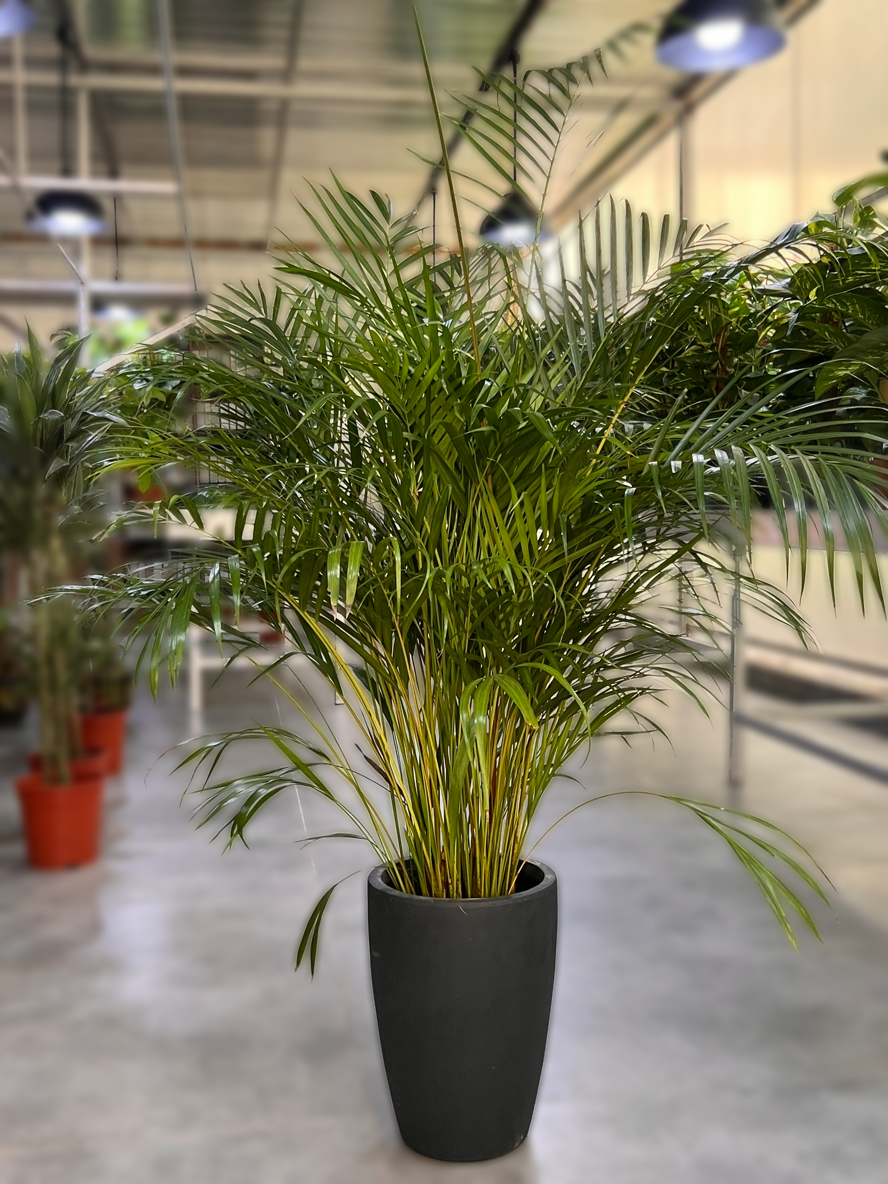 Indoor Areca Palm – Perfect for Elegant Spaces
