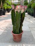 Euphorbia Lactea Cristata