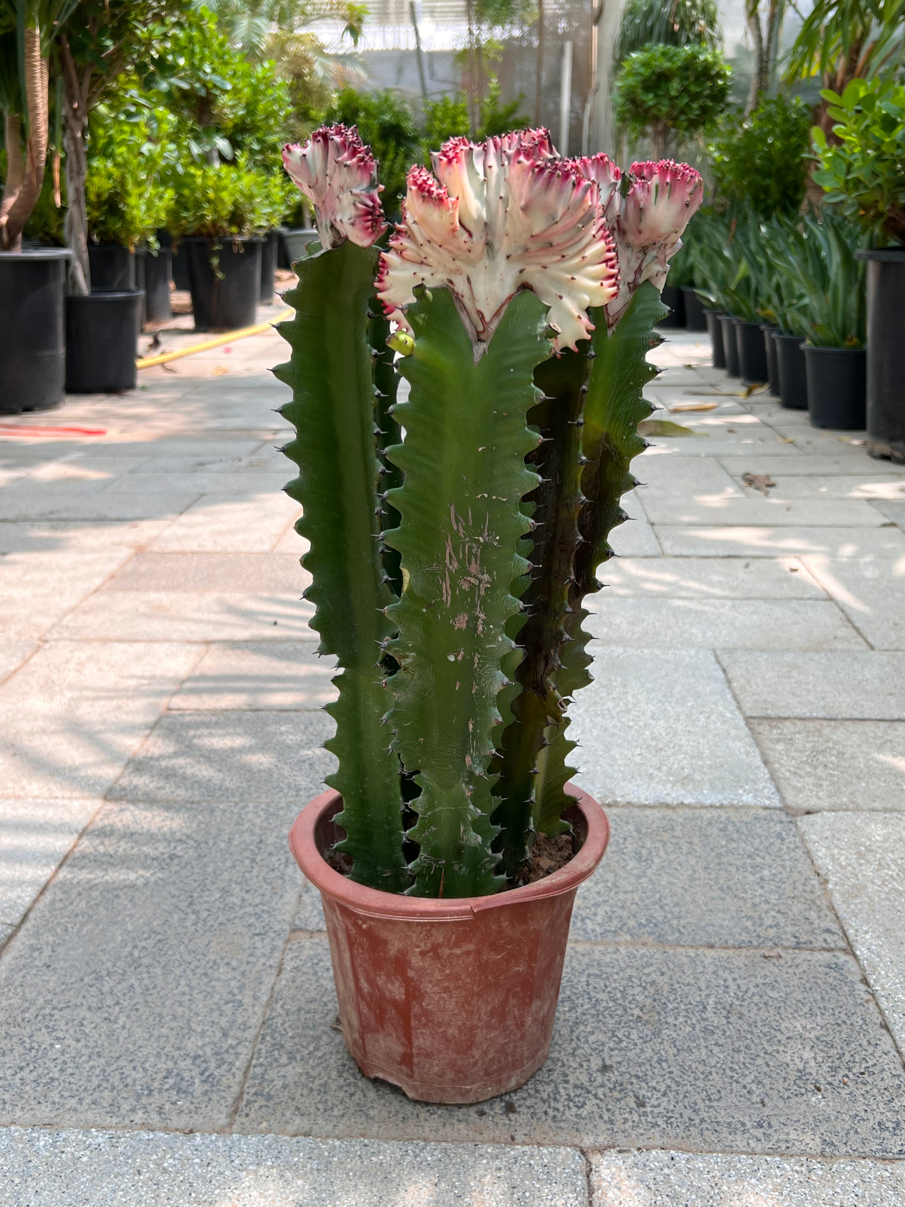 Euphorbia Lactea Cristata