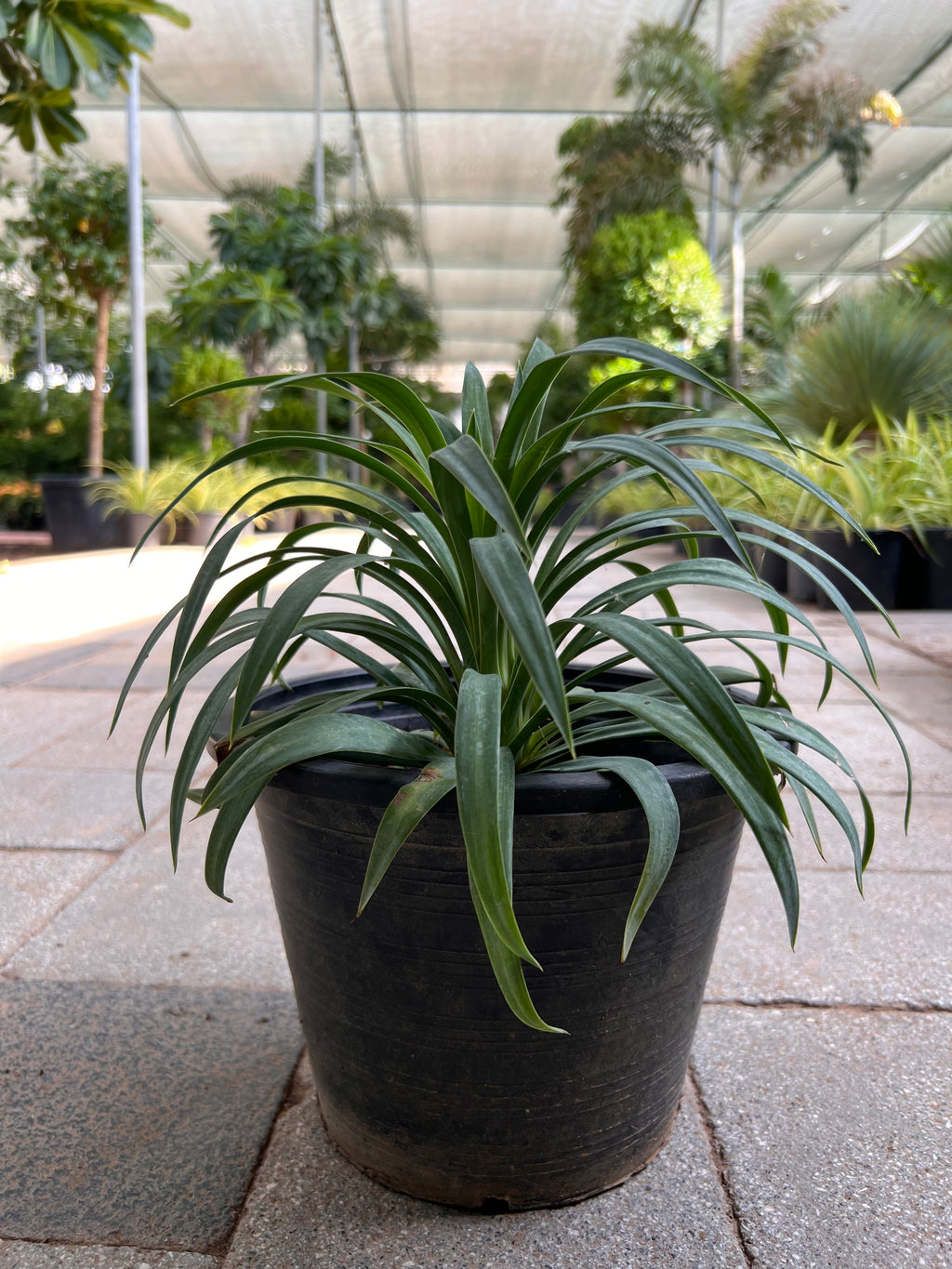 Yucca Filamentosa