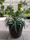 Yucca Filamentosa