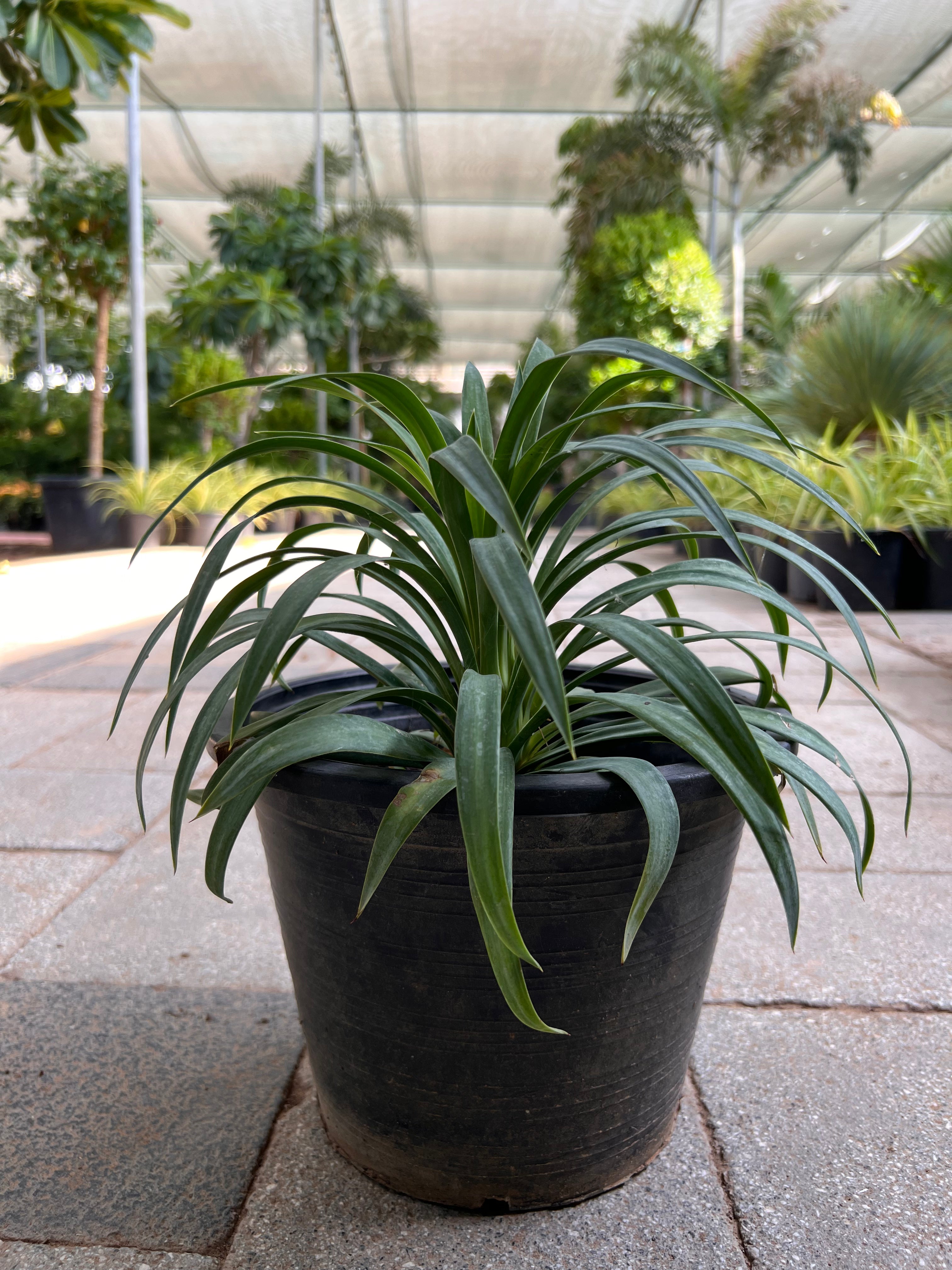 Yucca Filamentosa