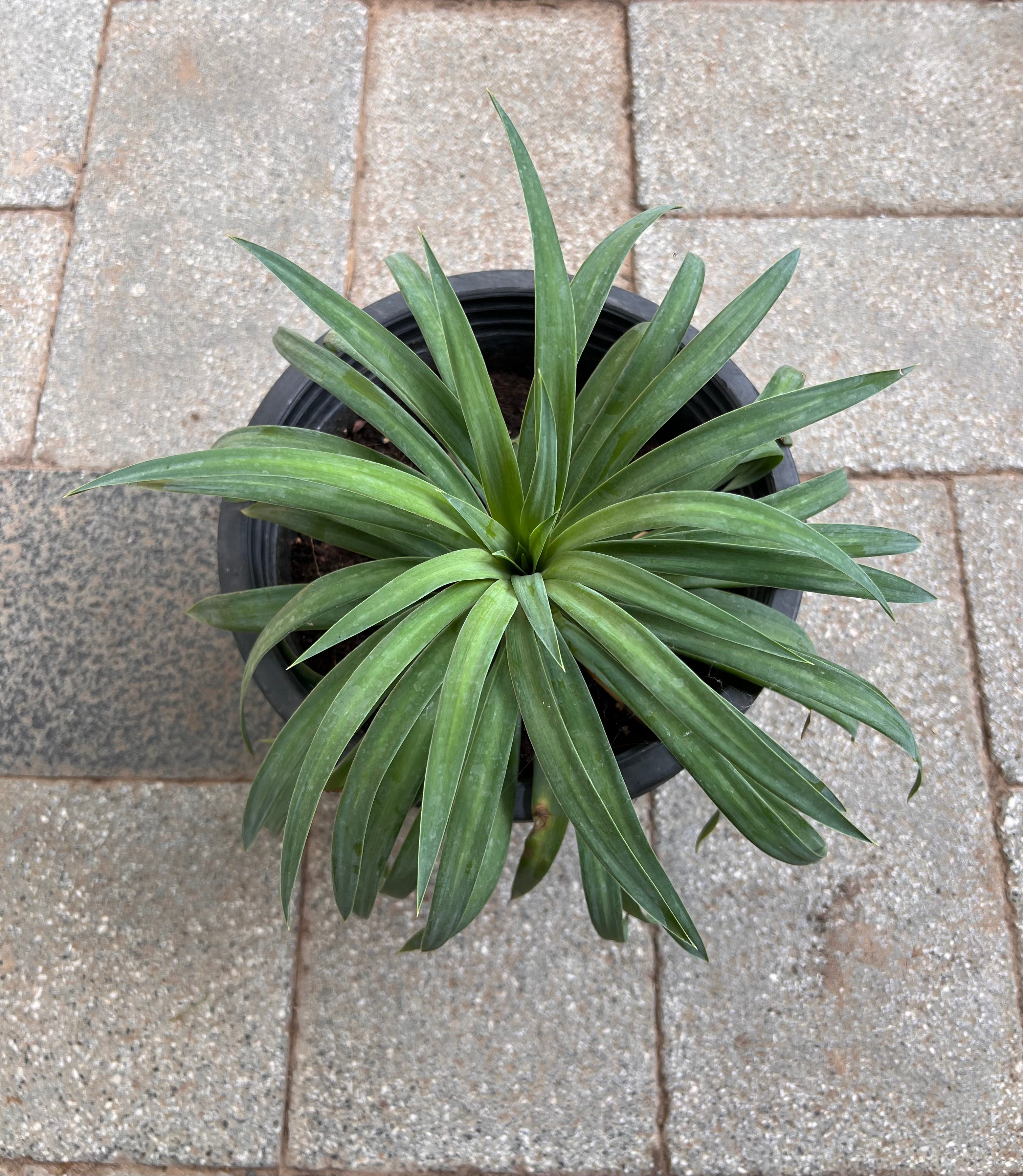 Yucca Filamentosa