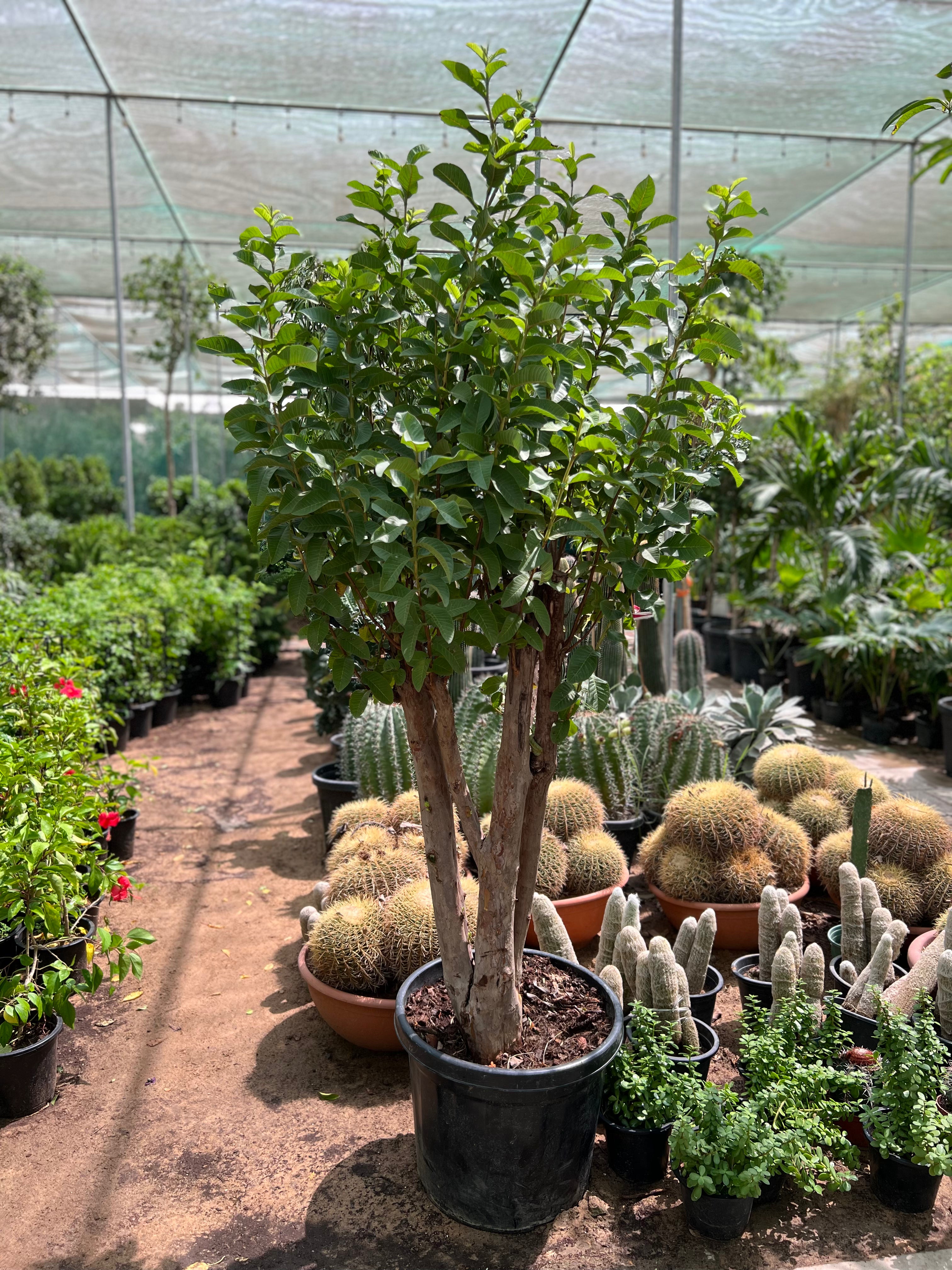 Guava