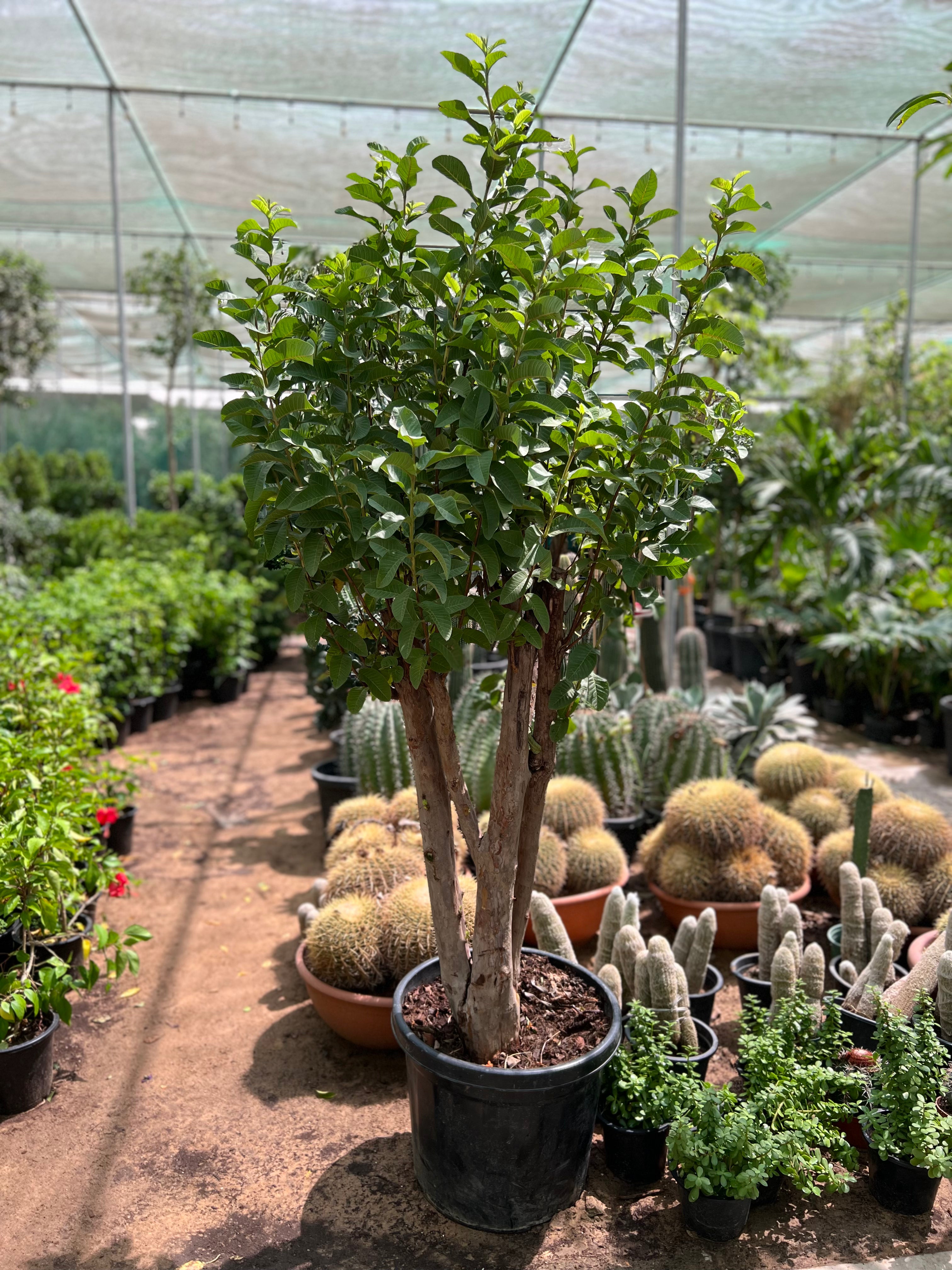 Guava