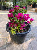 Bougainvillea Pink Pixie