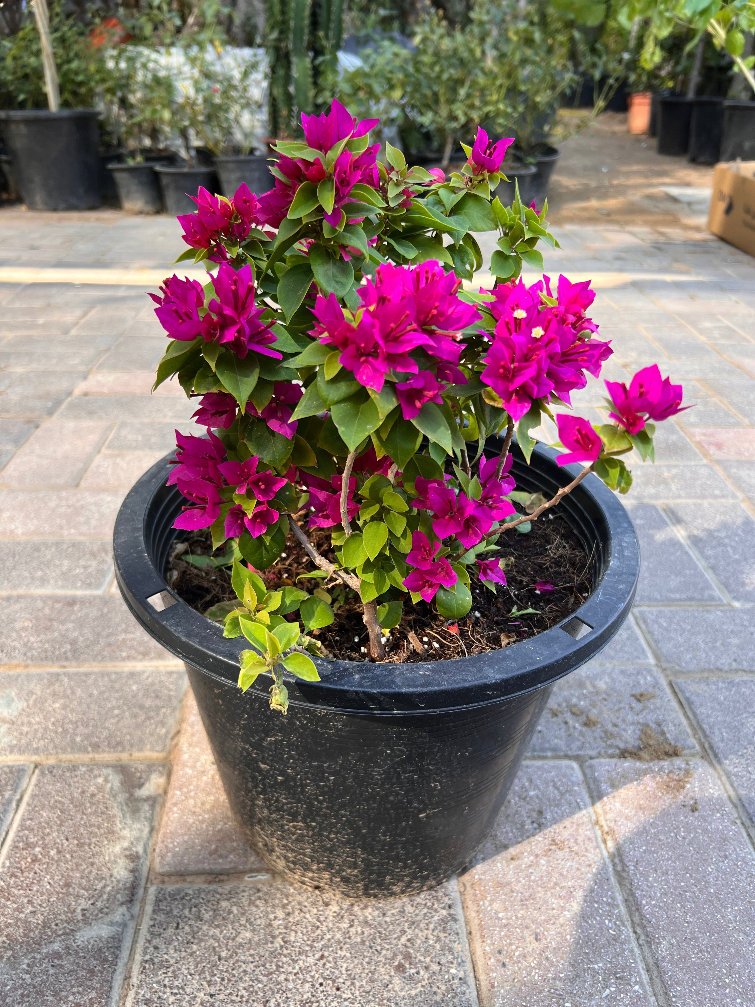 Bougainvillea Pink Pixie