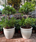 Two Head Ficus – Ceramic Pot Bundle