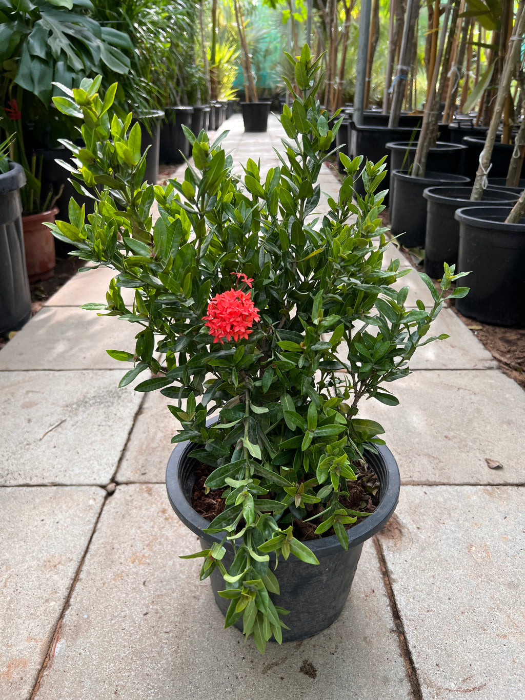 Ixora Coccinea