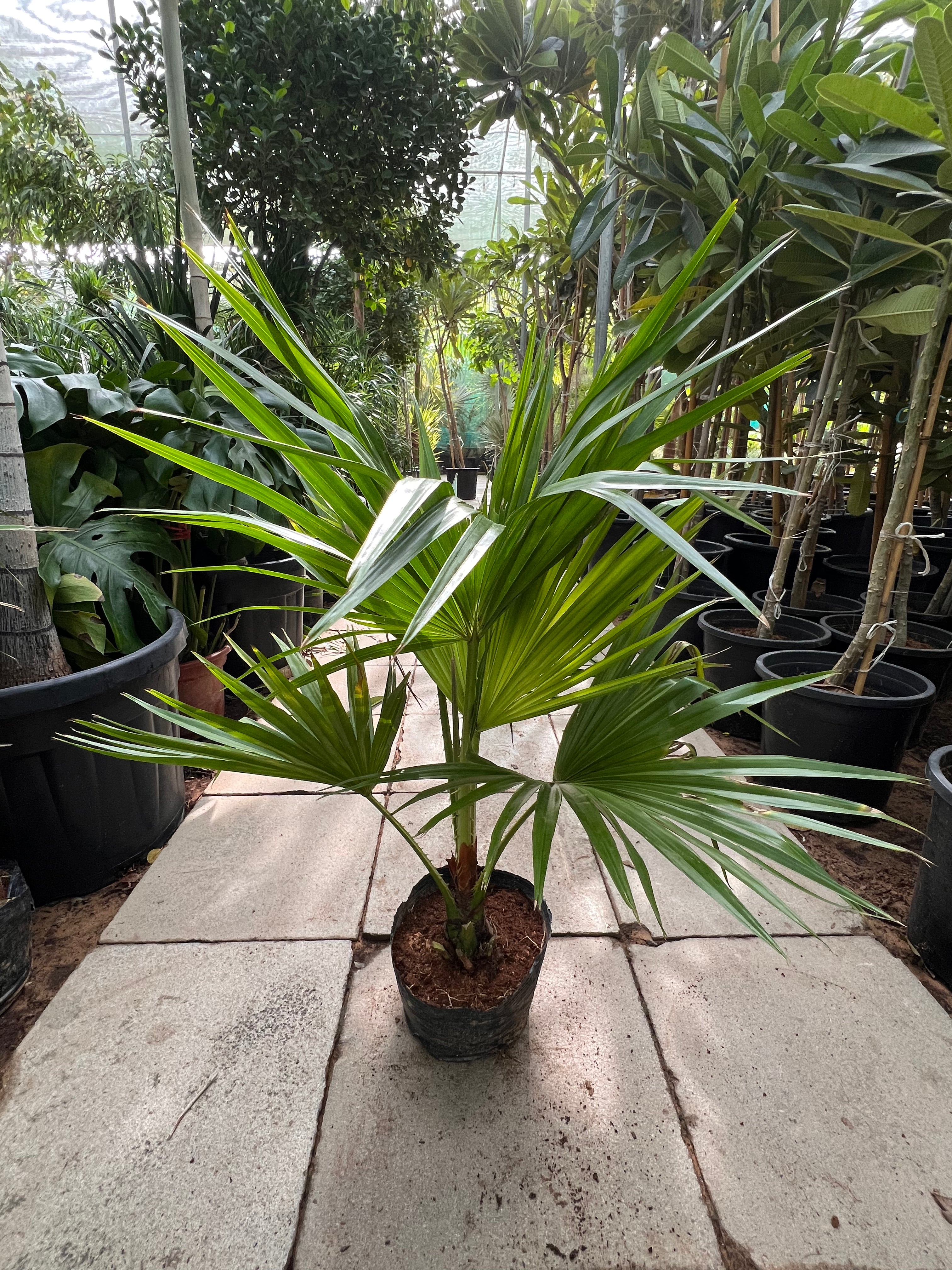 Livistonia Palm