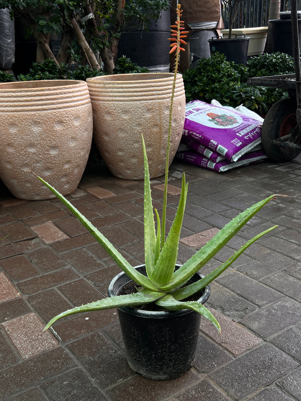 Aloe Vera