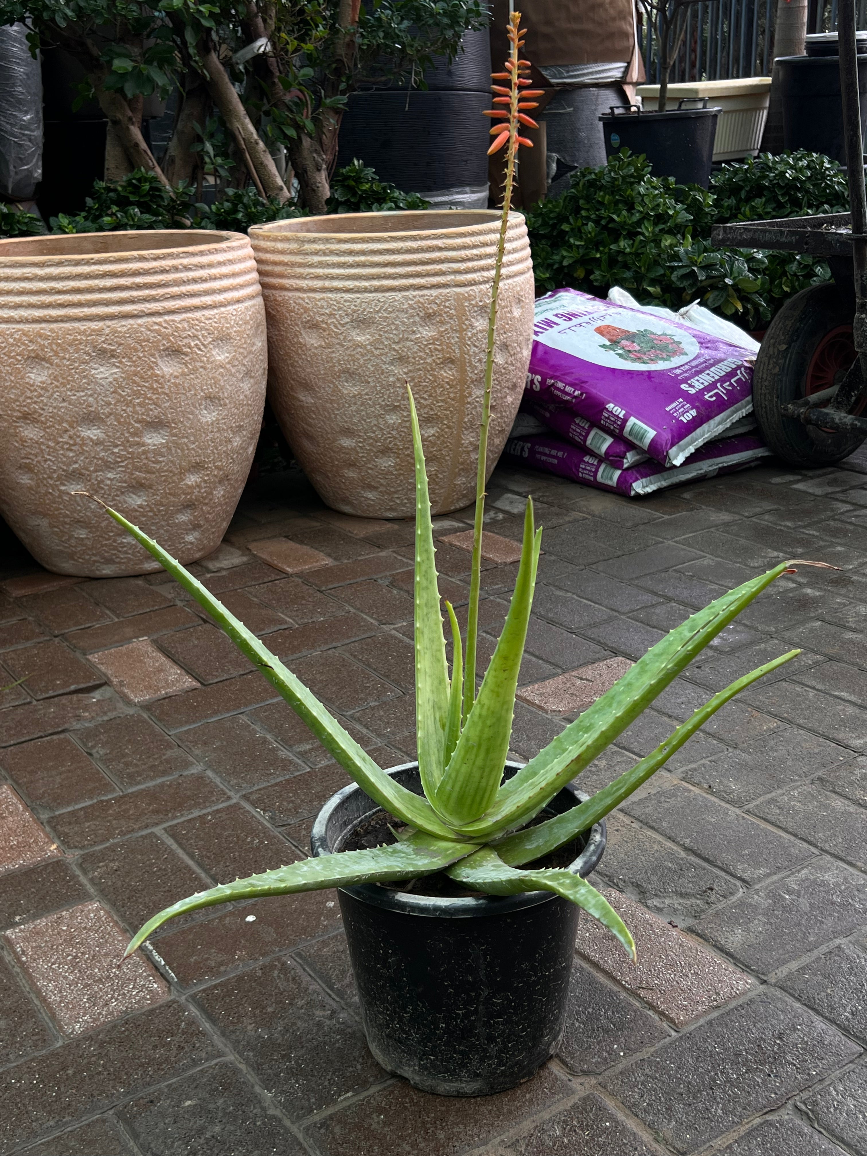 Aloe Vera