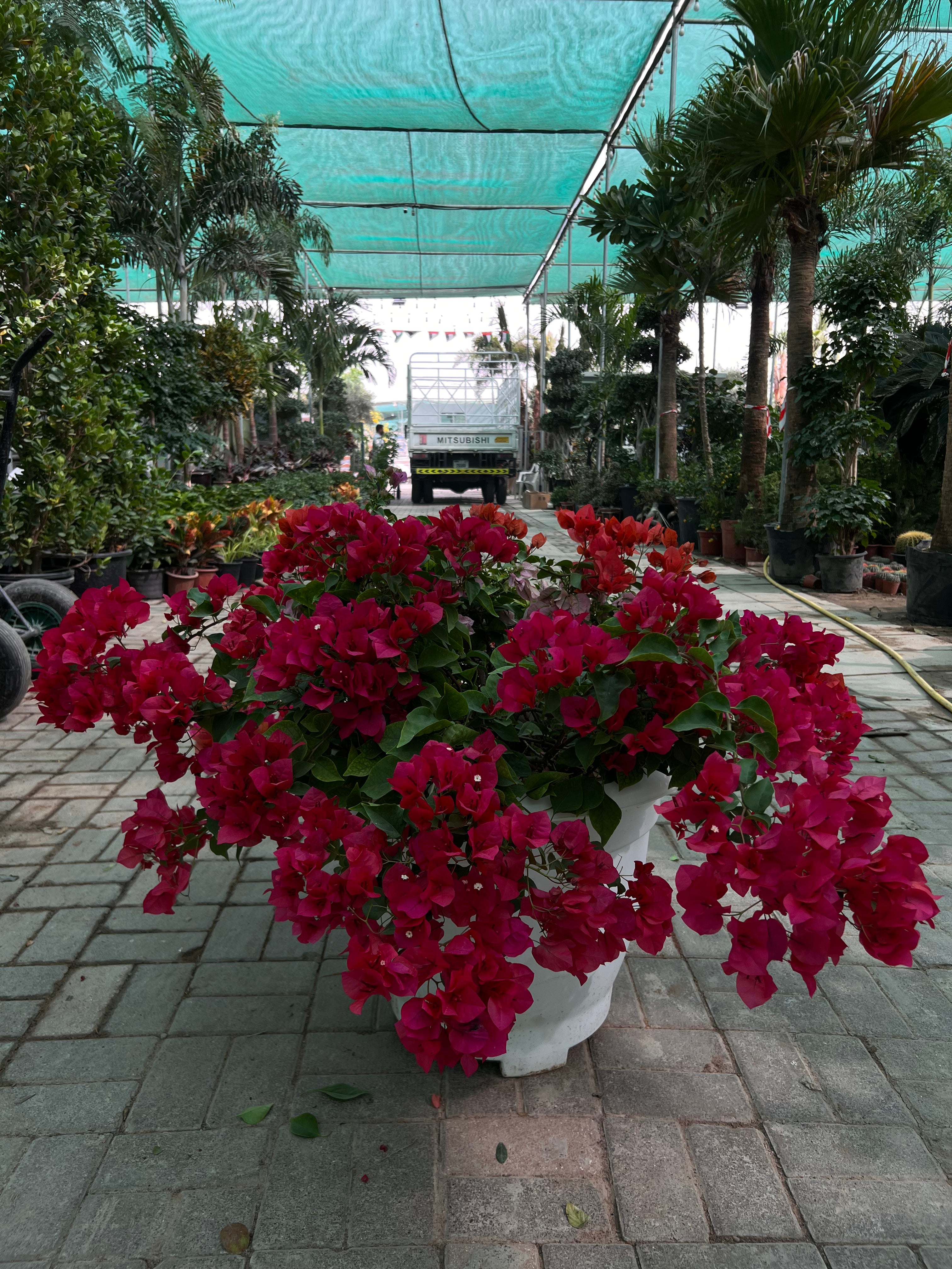 Bougainvillea (In Cosmoplast Round Pot)