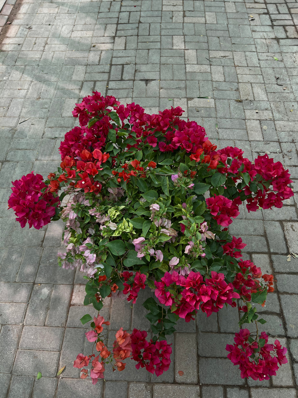 Bougainvillea (In Cosmoplast Round Pot)