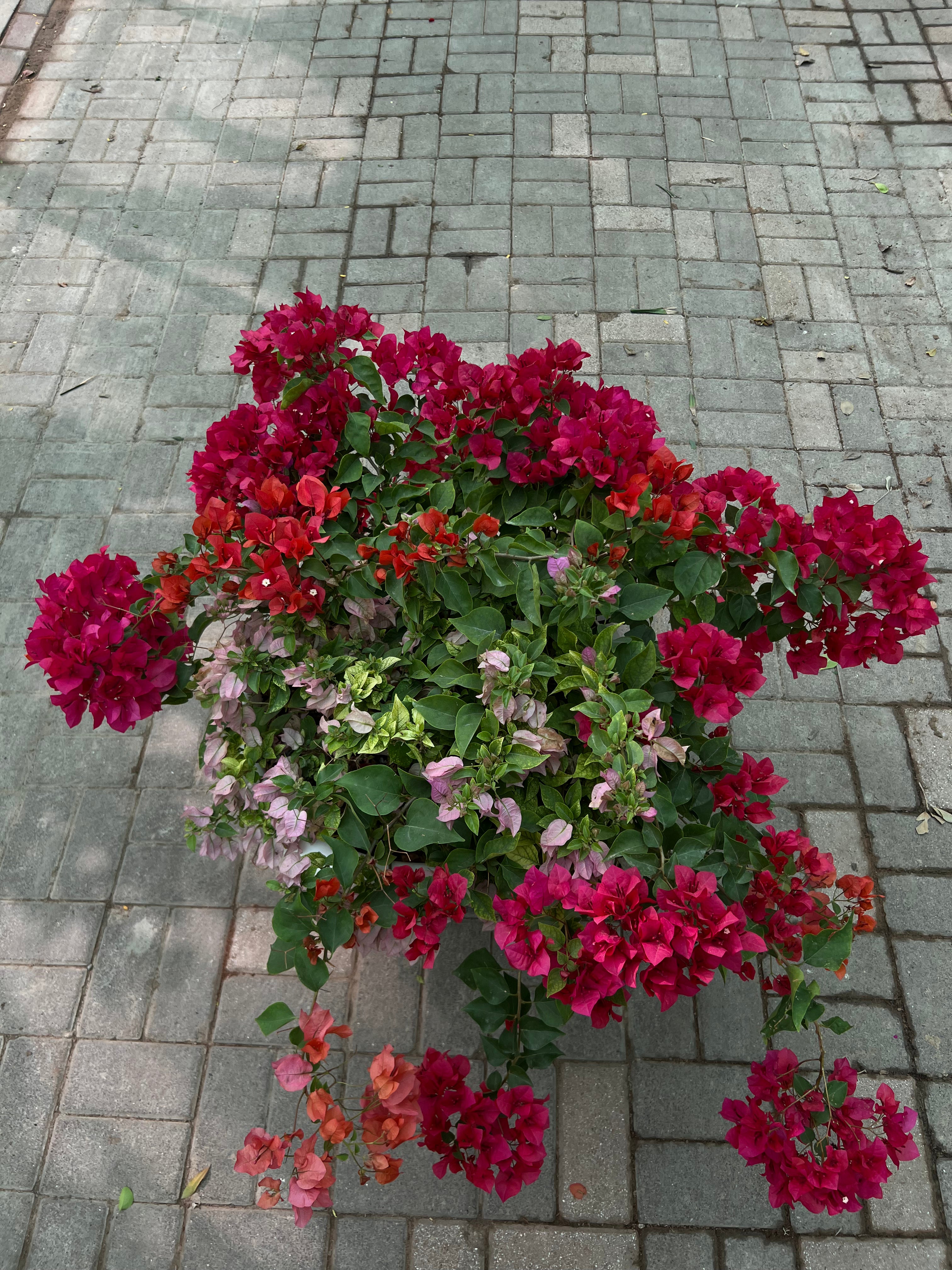 Bougainvillea (In Cosmoplast Round Pot)
