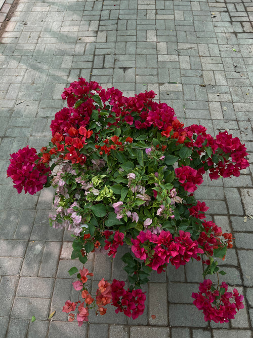 Bougainvillea (In Cosmoplast Round Pot)