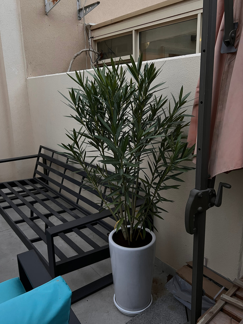Oleander – Elegant Outdoor Plant