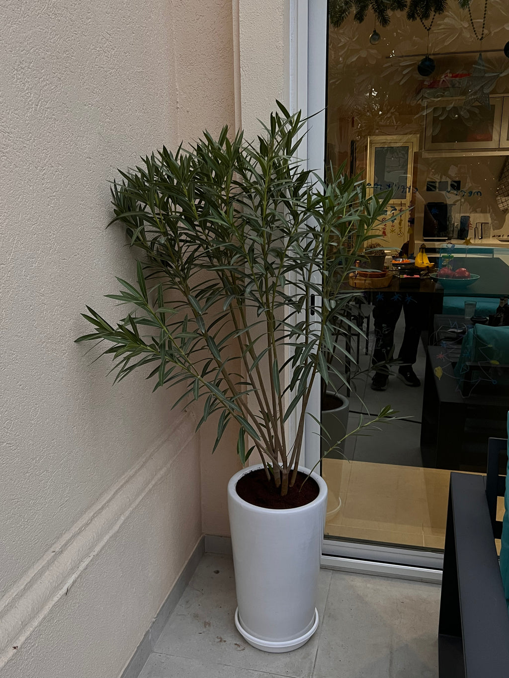 Oleander – Elegant Outdoor Plant