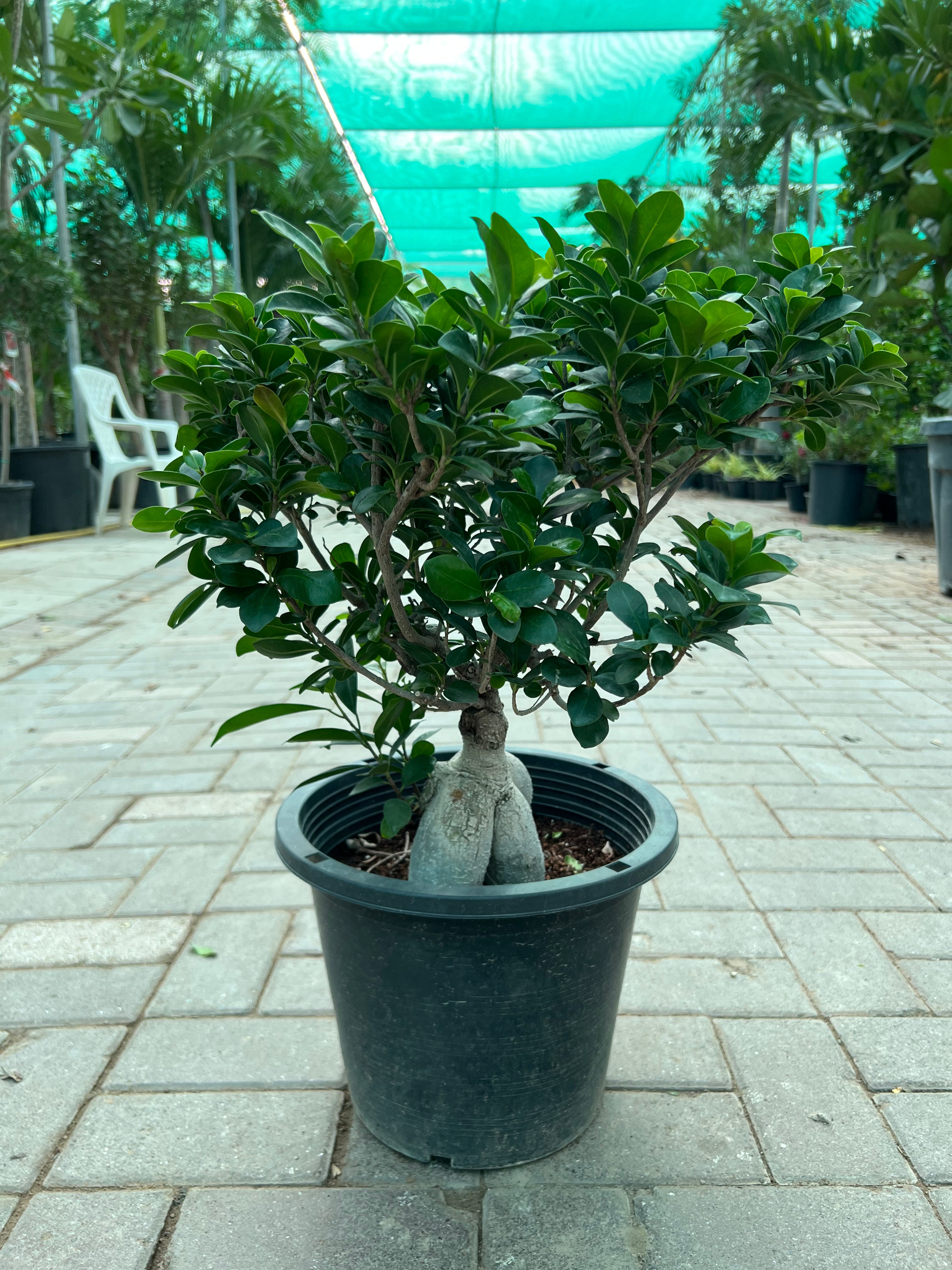 Ficus Bonsai